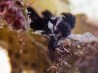 A close-up view of a marine environment showing a small, intricate black and white sea creature among coral and sea life. The background consists of blurred coral textures in muted shades of pink and beige, creating a natural underwater setting.