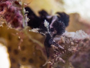 A close-up view of a marine environment showing a small, intricate black and white sea creature among coral and sea life. The background consists of blurred coral textures in muted shades of pink and beige, creating a natural underwater setting.