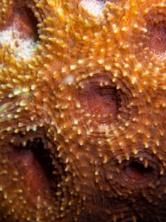 A close-up view of a textured surface resembling a coral or marine organism. The surface is covered in small, raised circular patterns with a vibrant orange and yellow coloration, giving it a tactile, almost living appearance.