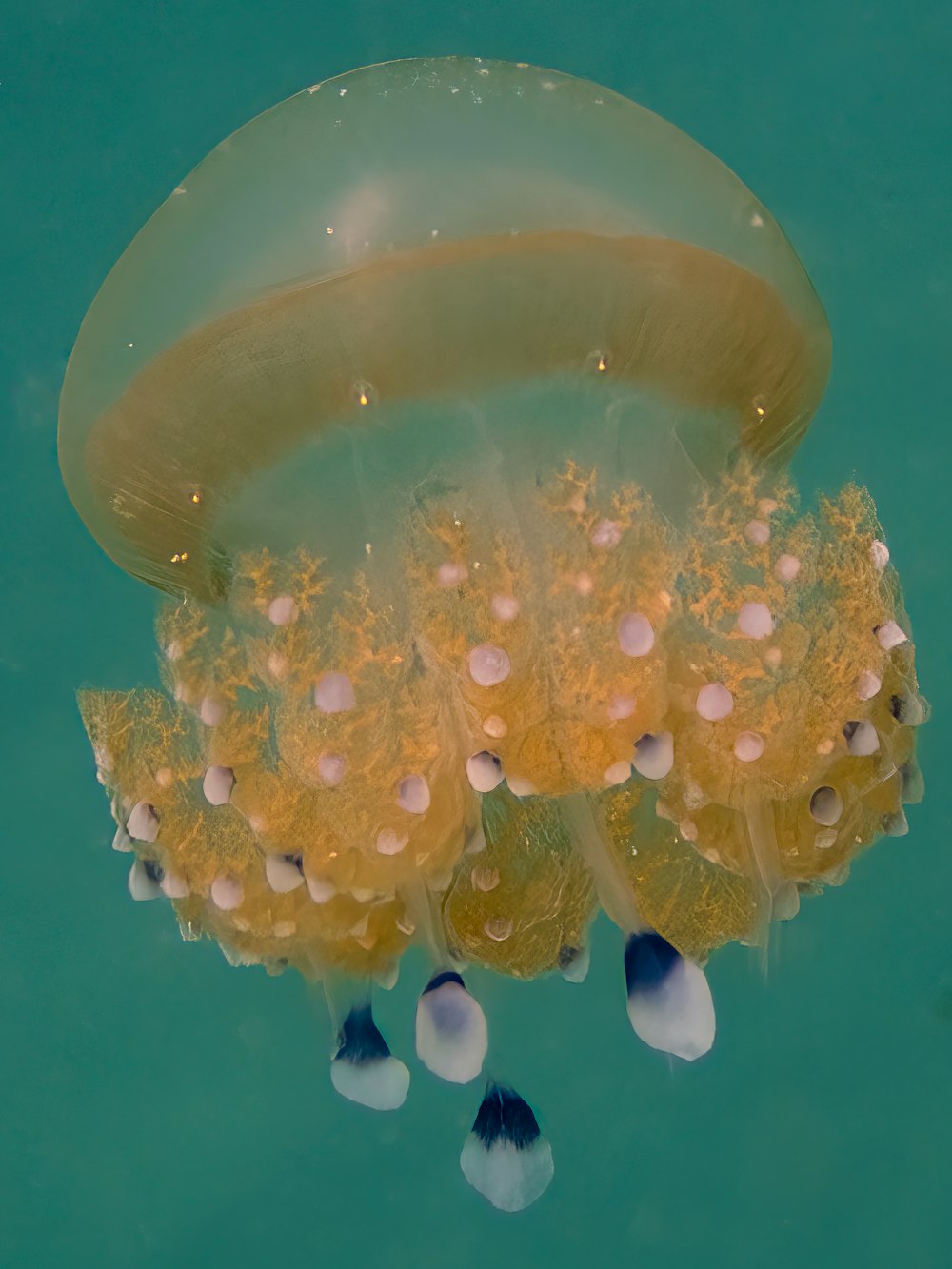 a yellow jellyfish floating in the water