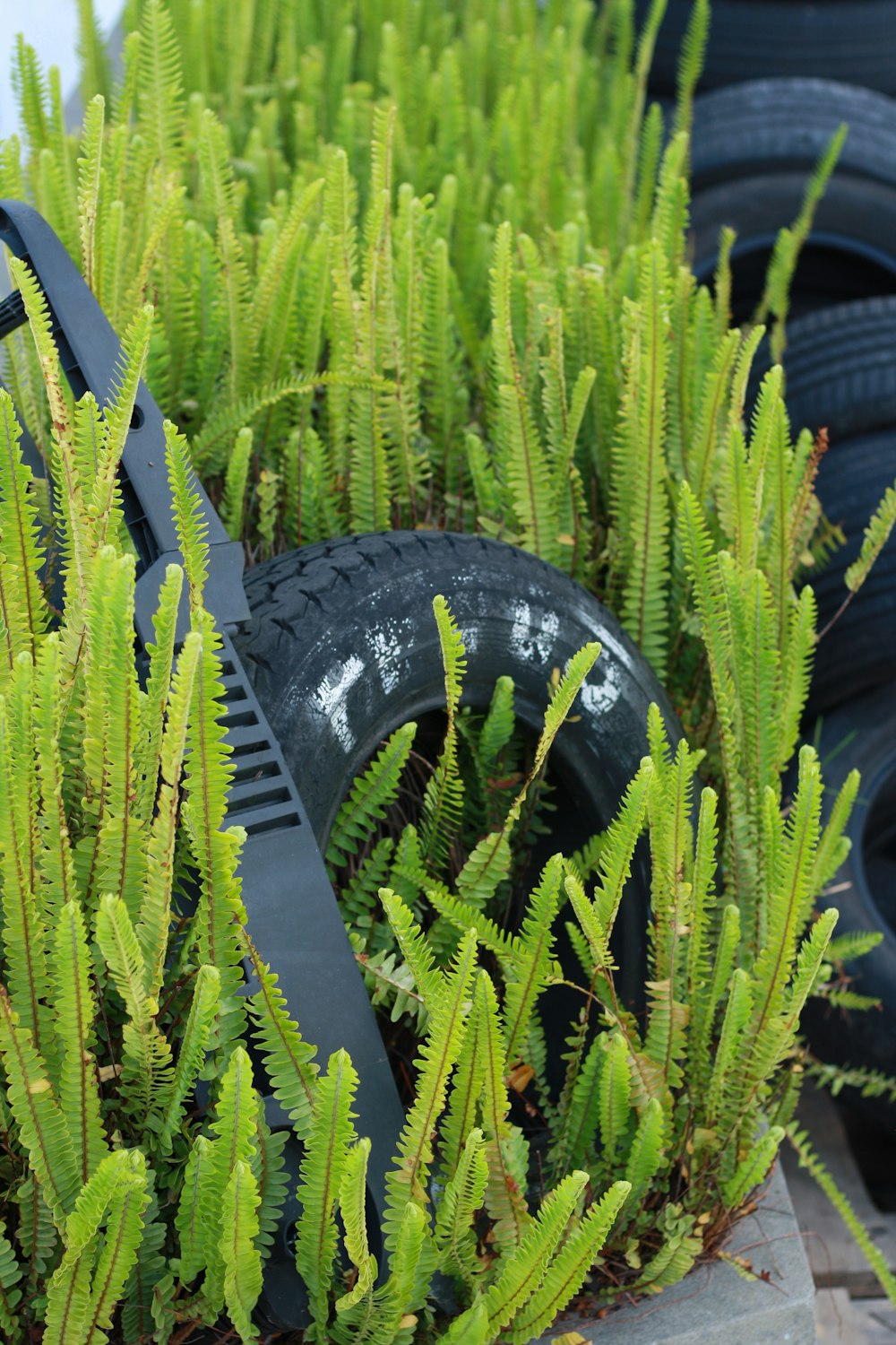 a pile of tires sitting next to a pile of plants