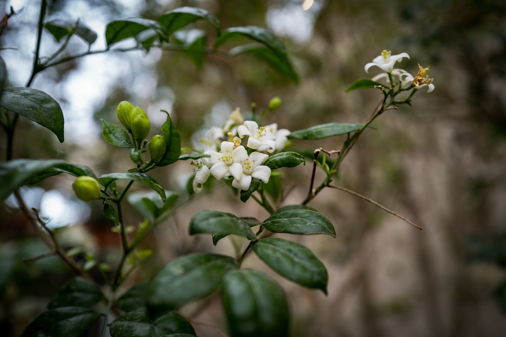 Nahaufnahme einer Pflanze mit weißen Blüten