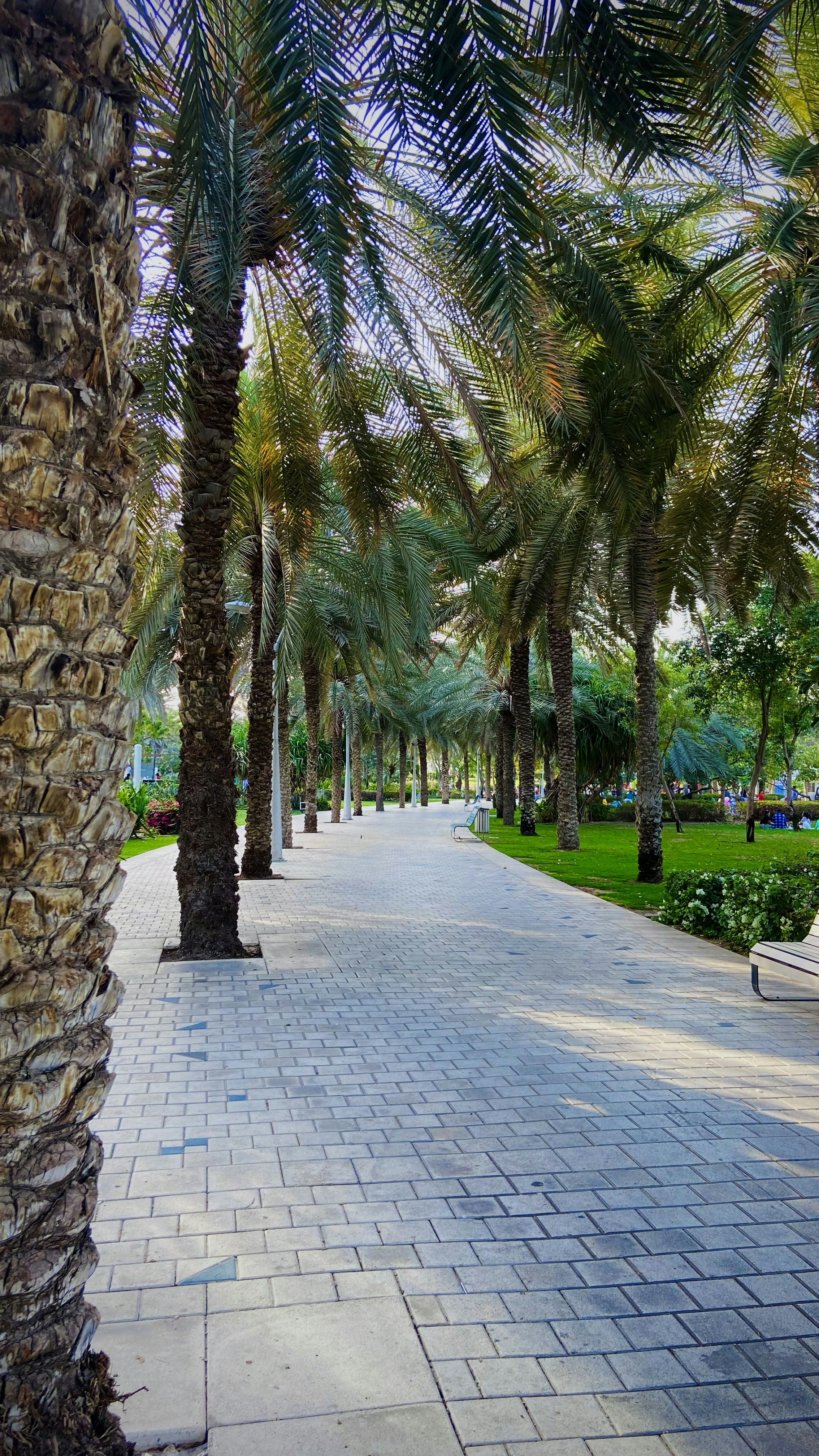 a walkway lined with palm trees and benches