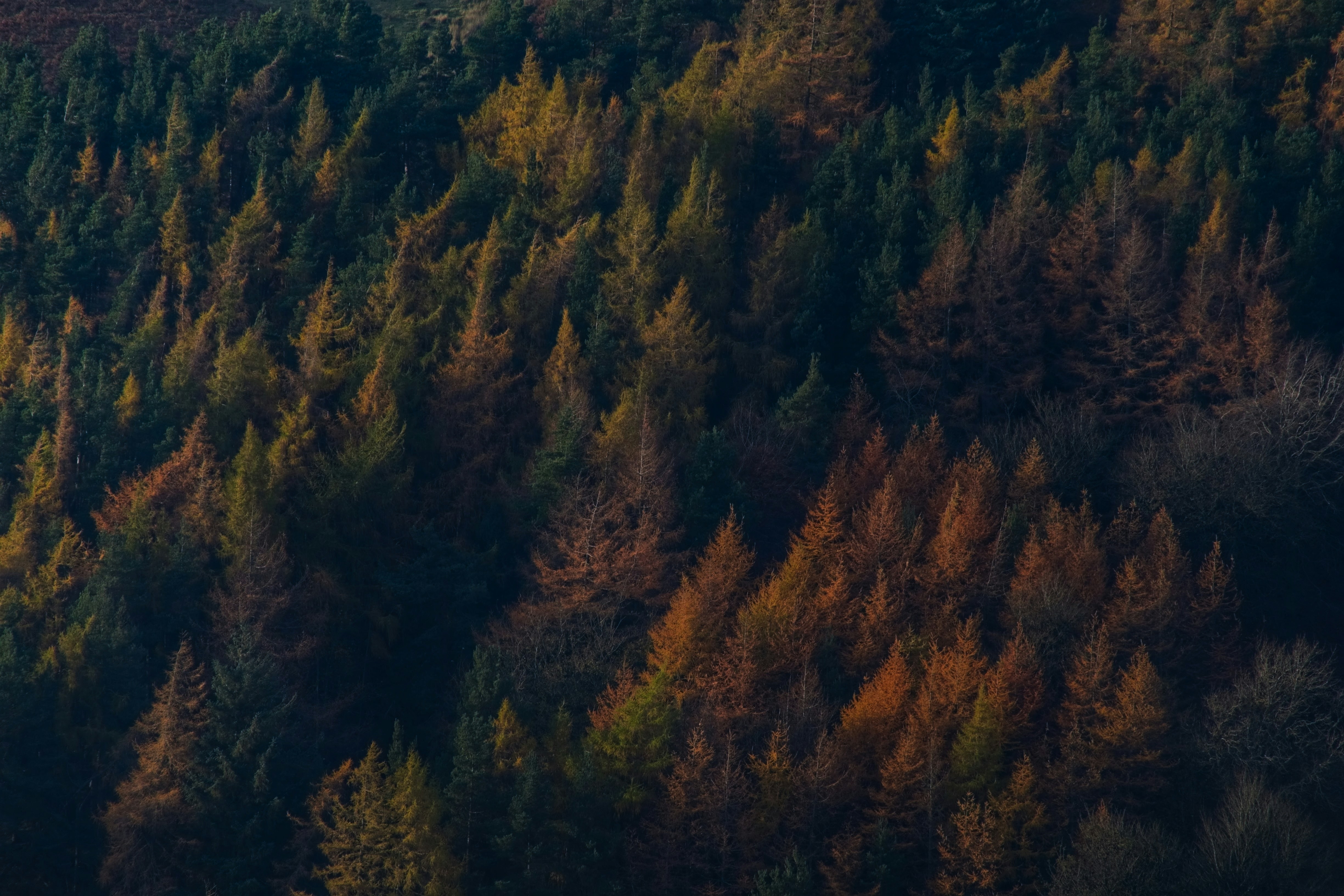 Photo by zaralazarov