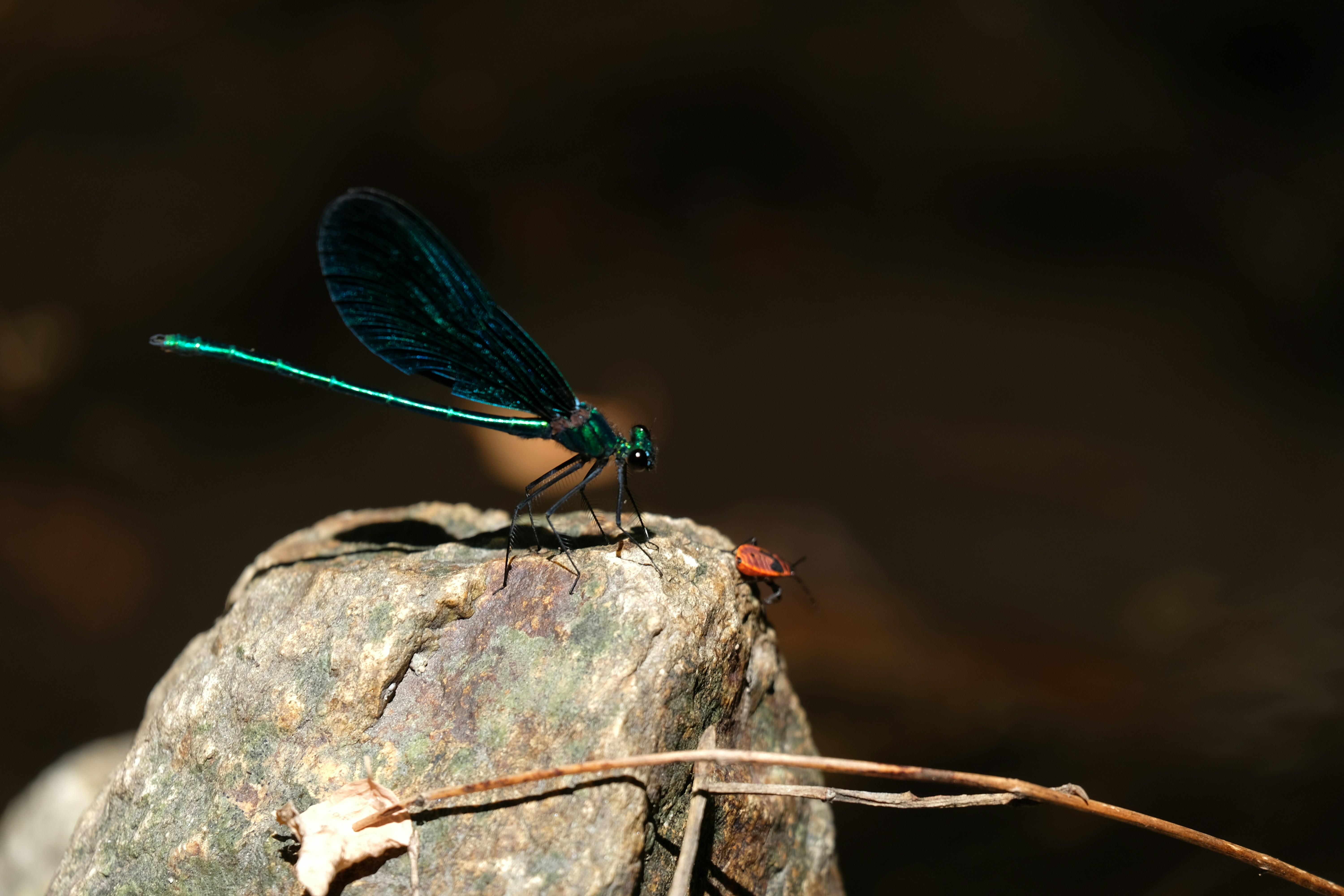 Photo by zaralazarov