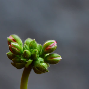 a close up of a flower bud on a plant