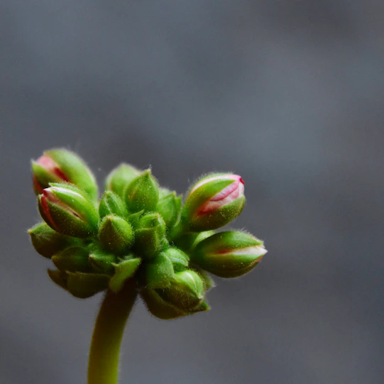 a close up of a flower bud on a plant
