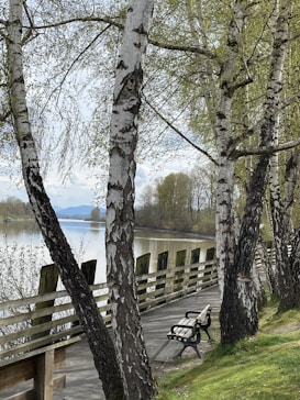 A serene riverside scene featuring a row of birch trees with white bark. A wooden boardwalk lined with a simple black and white bench runs parallel to the water, which reflects the overcast sky. Green grass covers the ground, adding a springtime freshness to the setting.
