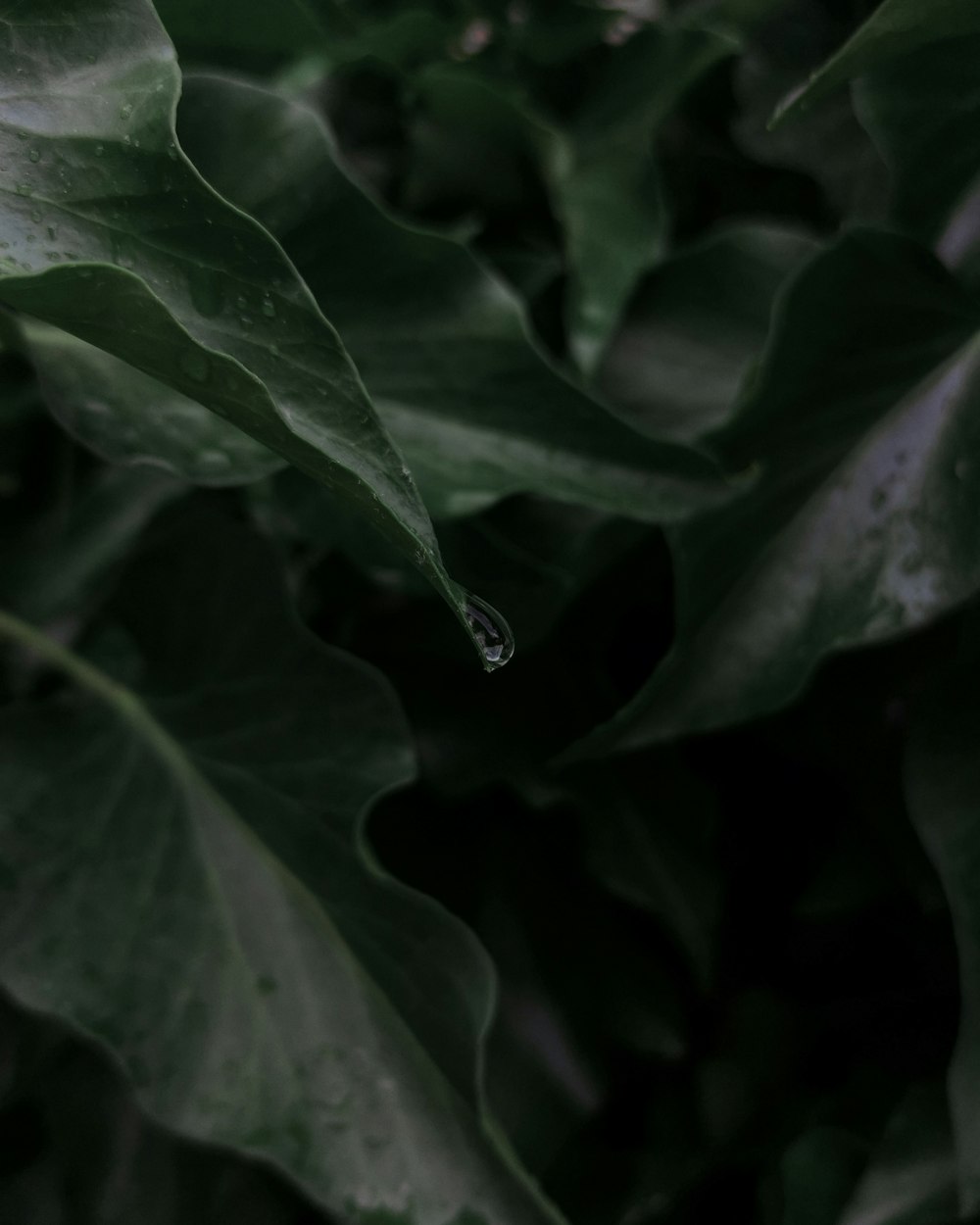 a leaf with a drop of water on it