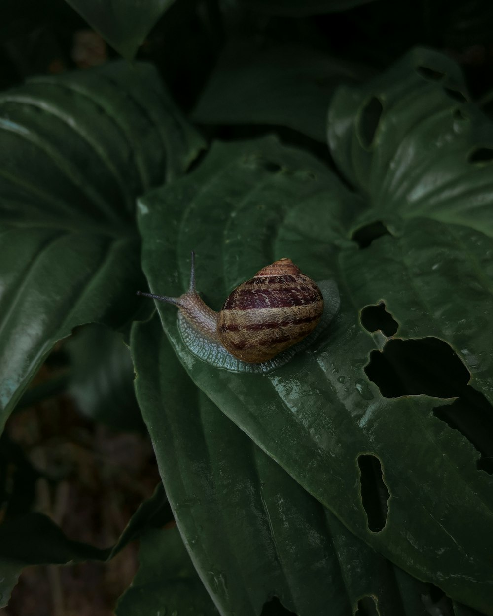 a snail is sitting on a green leaf