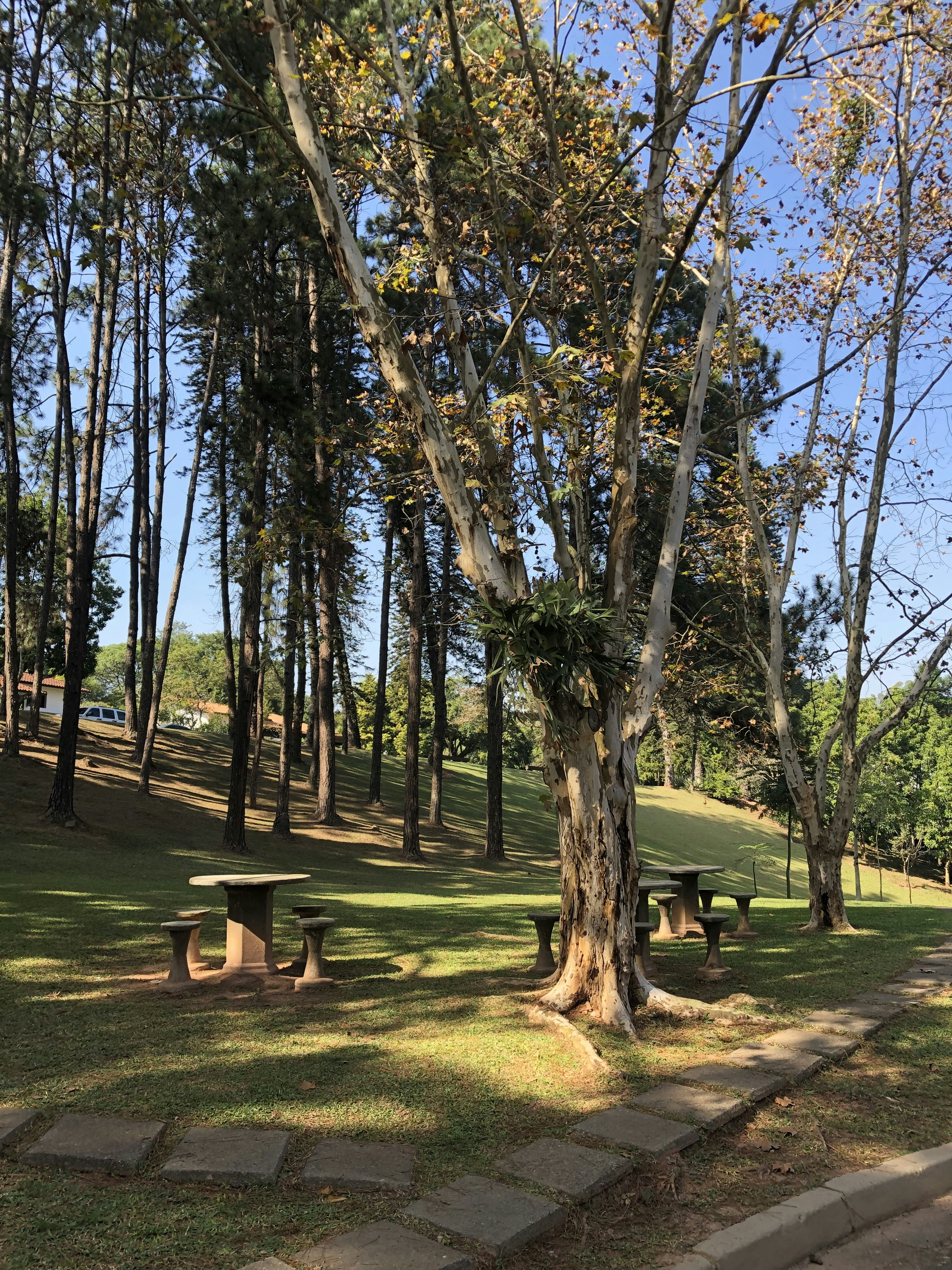 a park with benches and trees on a sunny day