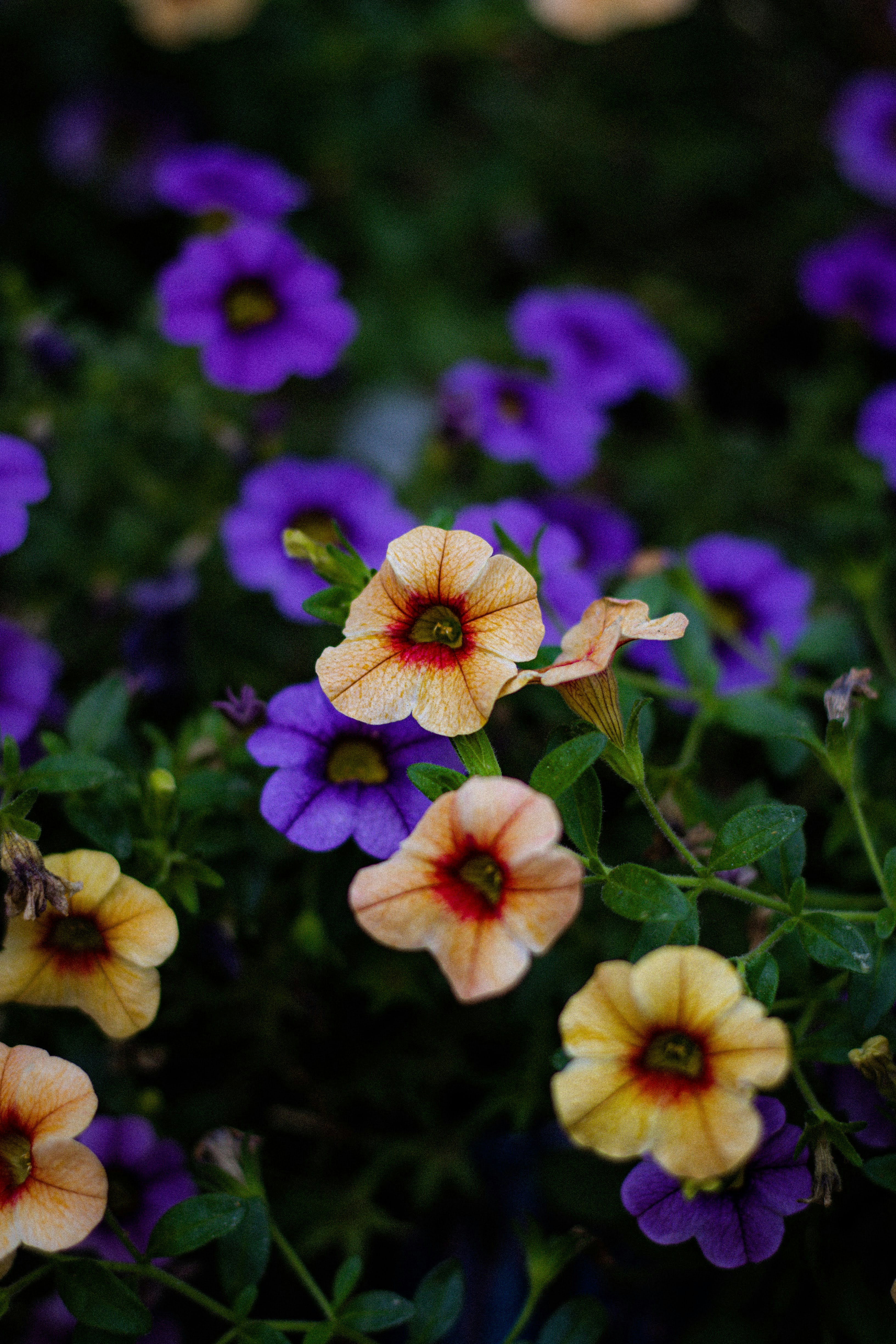 Photo by brice_cooper18