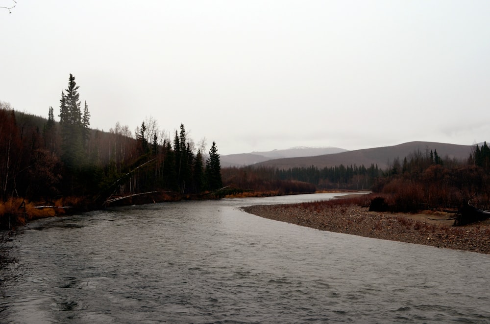 a river running through a forest filled with trees