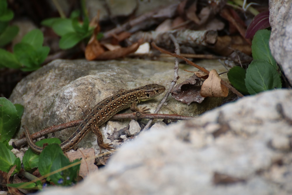 a lizard sitting on top of a rock next to a pile of leaves