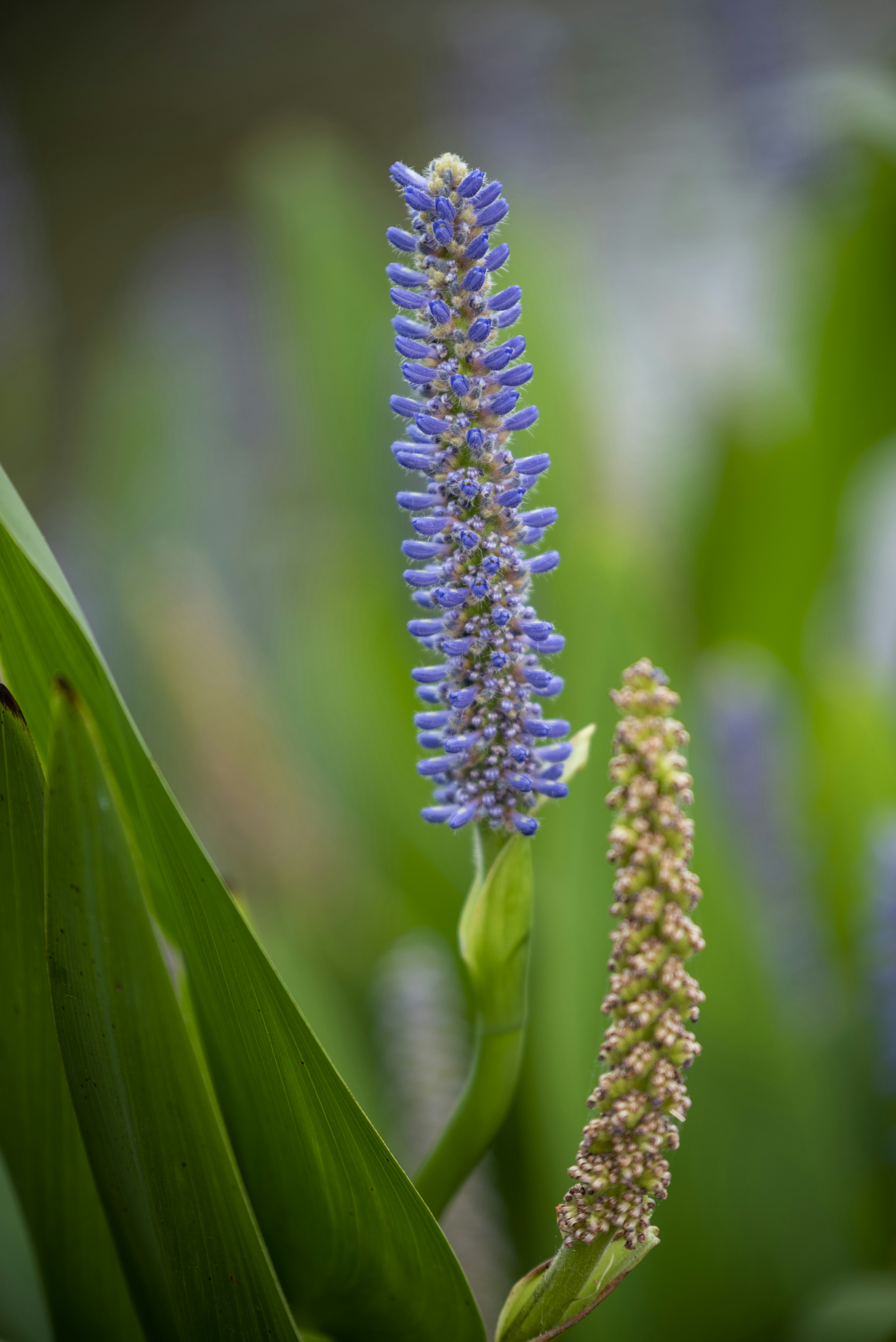 Un primer plano de una flor púrpura con hojas verdes
