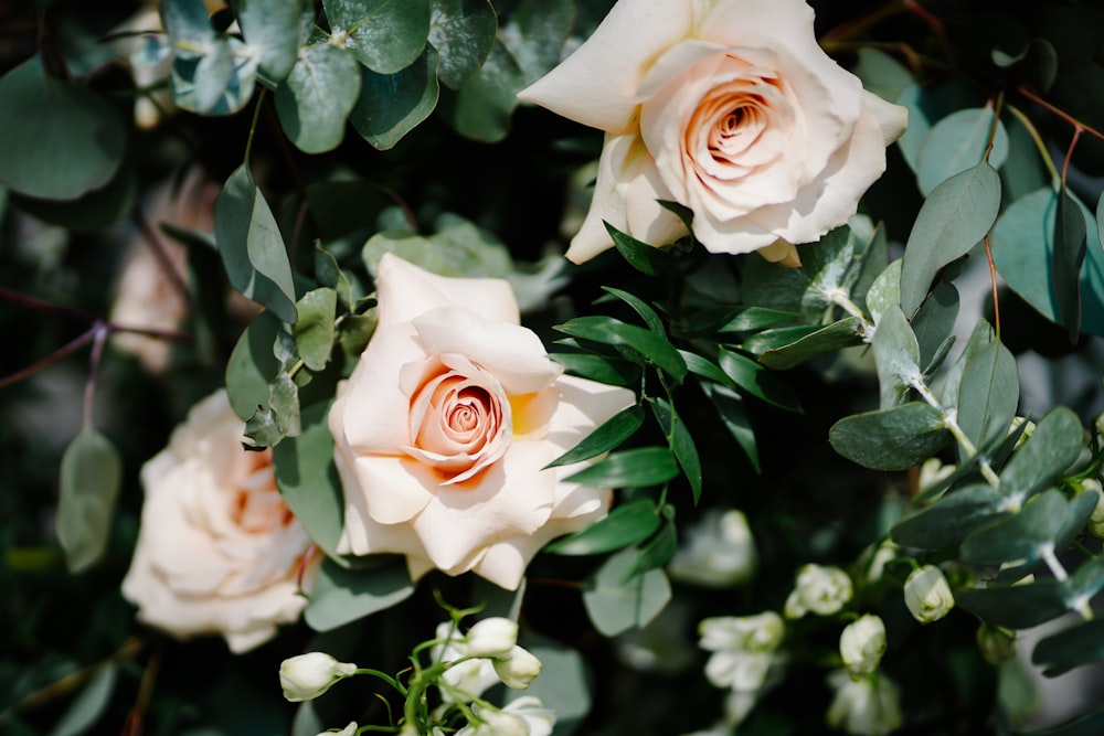 a bunch of white roses with green leaves