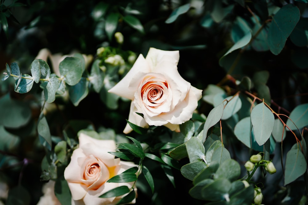 a group of white roses surrounded by green leaves