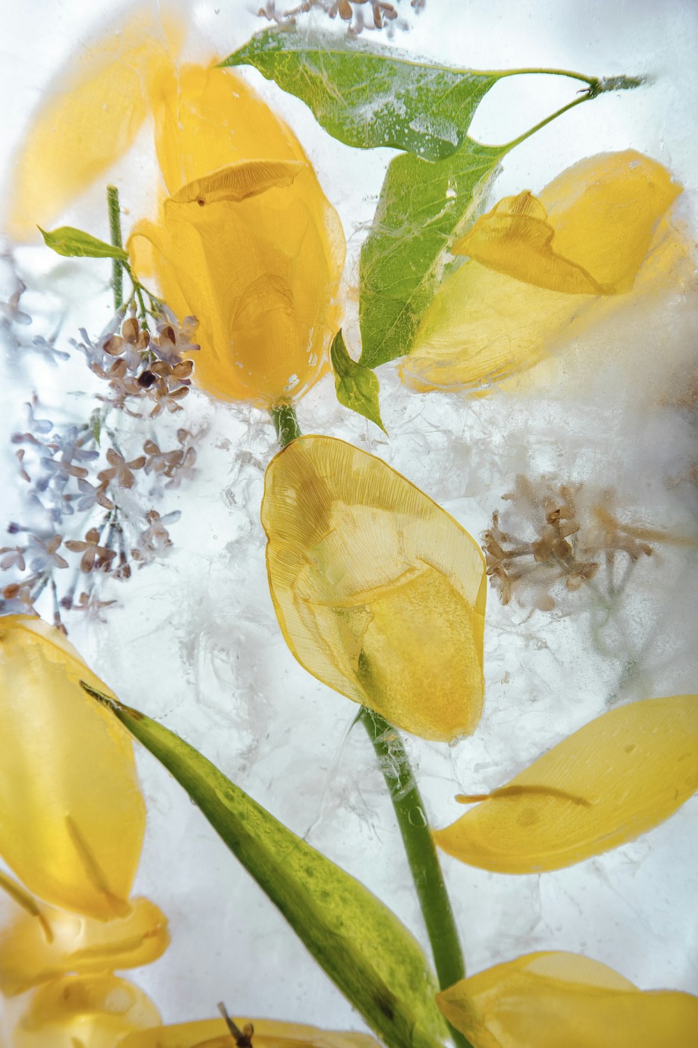 a bunch of yellow flowers floating on top of ice