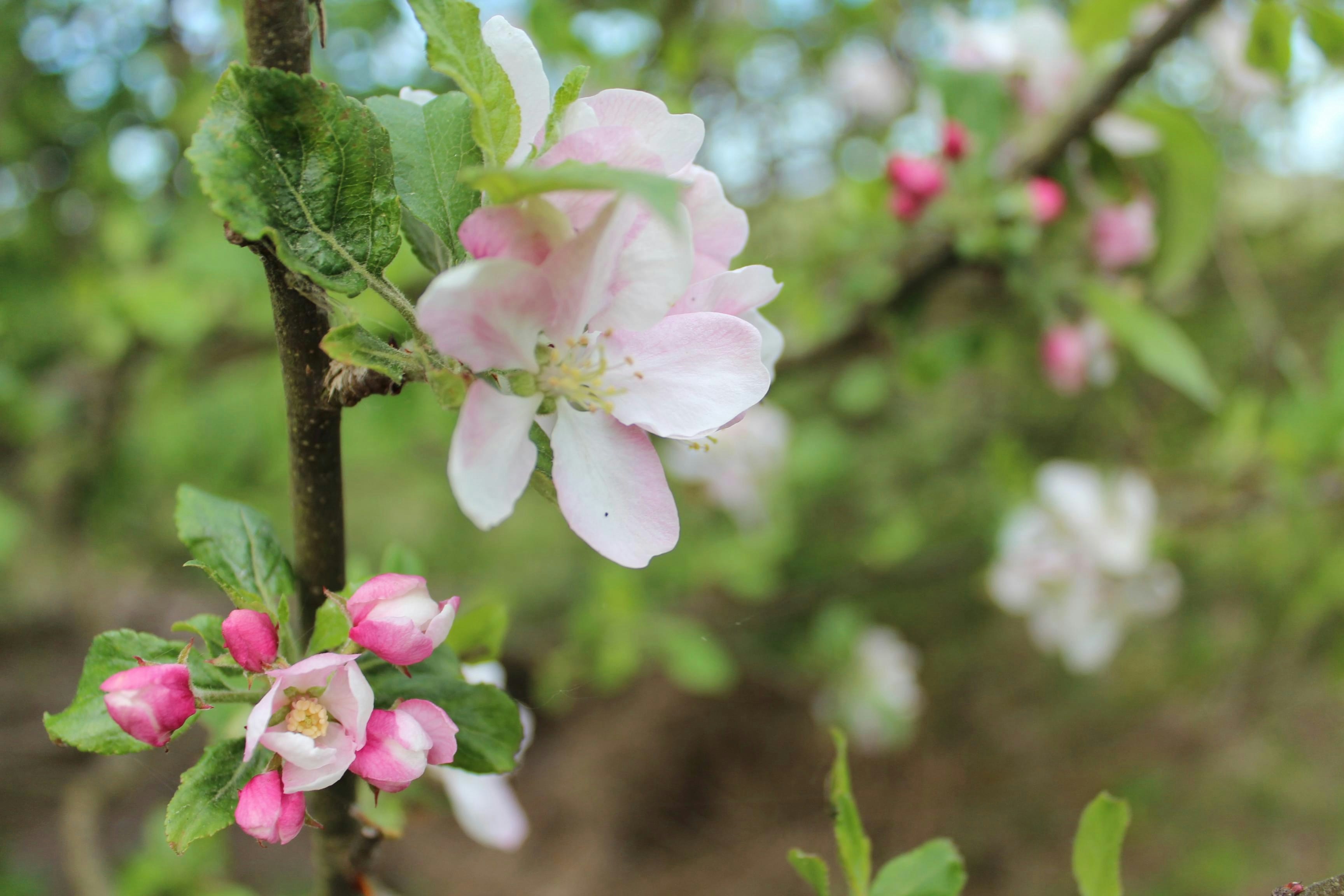 Photo by nicoladesign