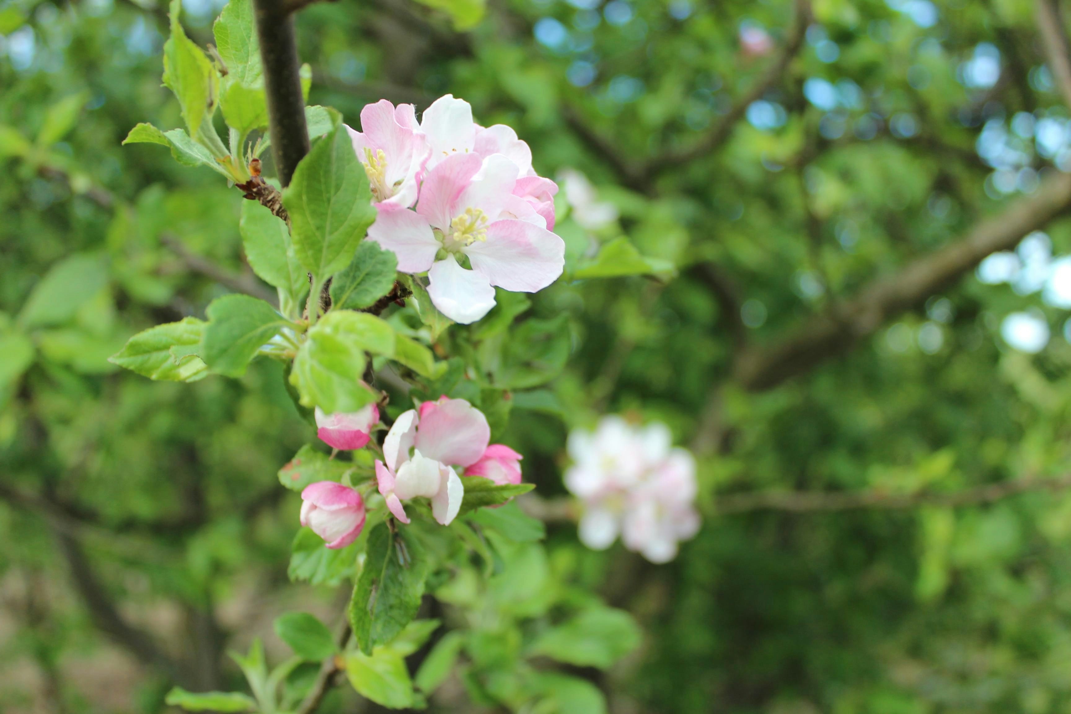 Photo by nicoladesign