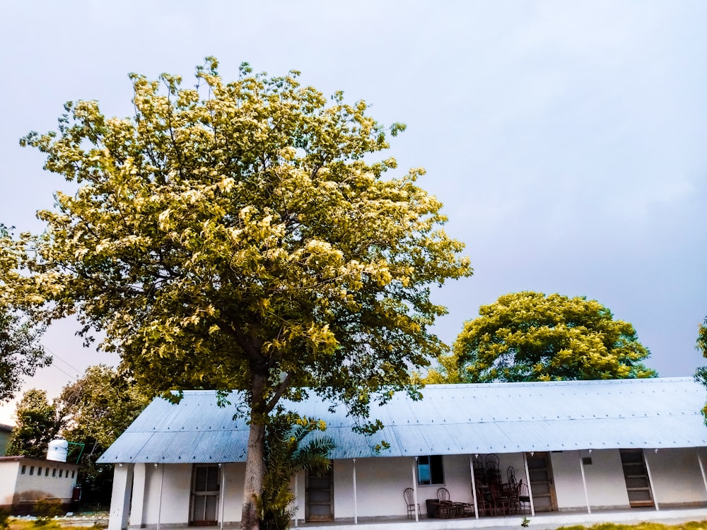 a tree in front of a white building