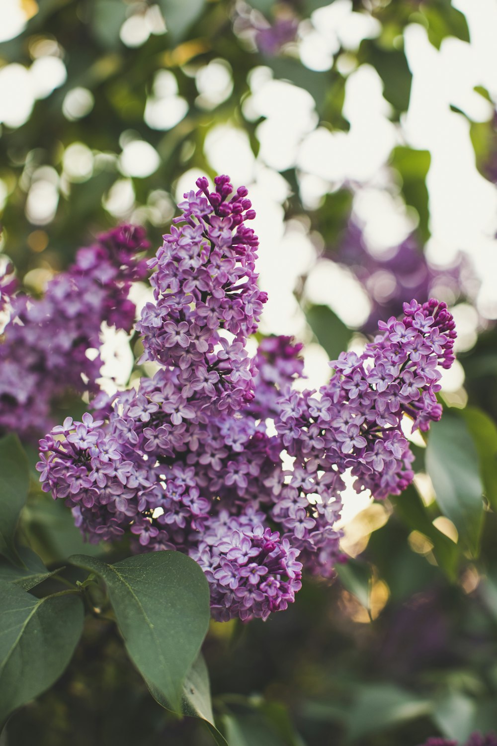 a bunch of purple flowers that are on a tree