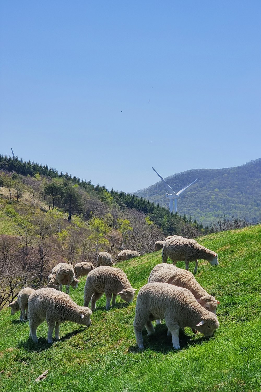 a herd of sheep grazing on a lush green hillside