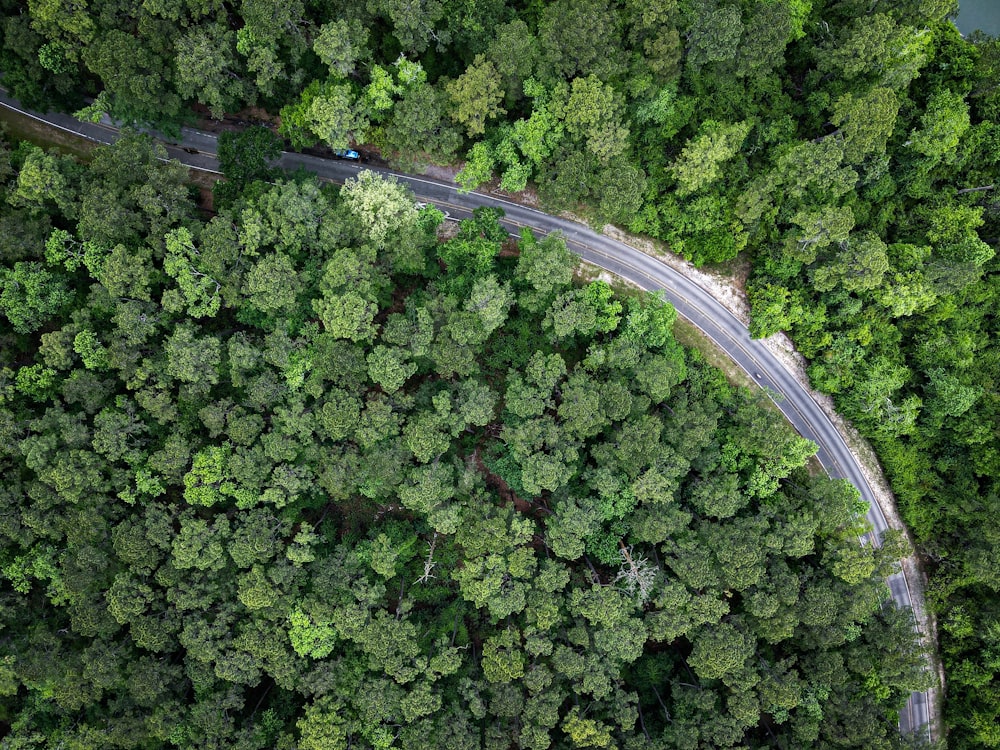 a winding road in the middle of a forest