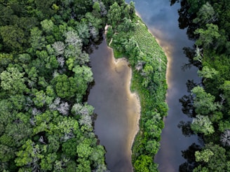 a river running through a lush green forest