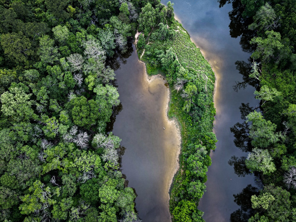 a river running through a lush green forest