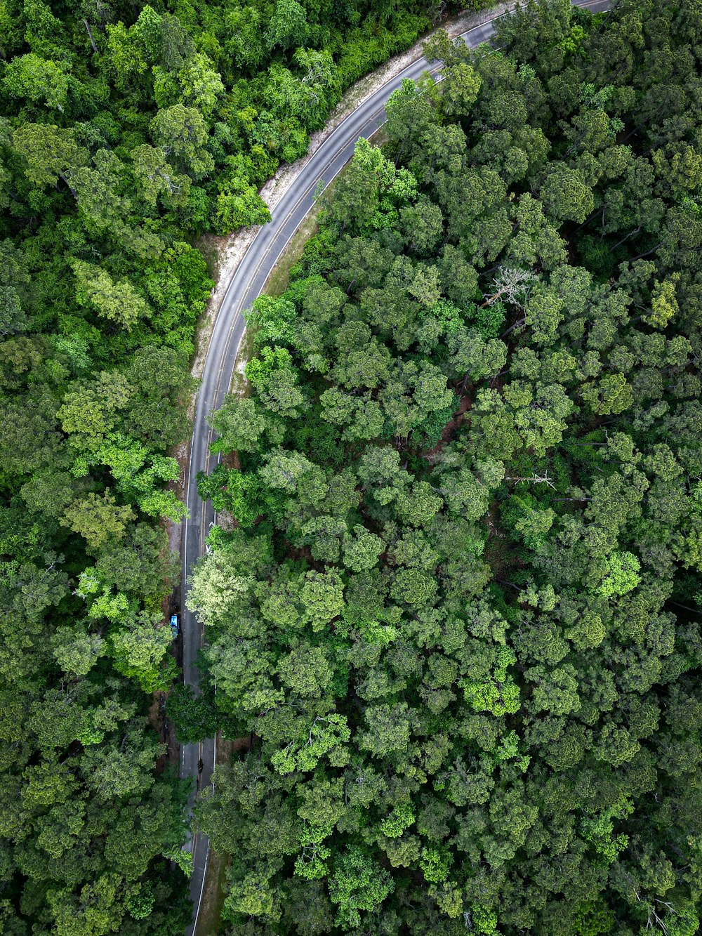 a winding road in the middle of a forest