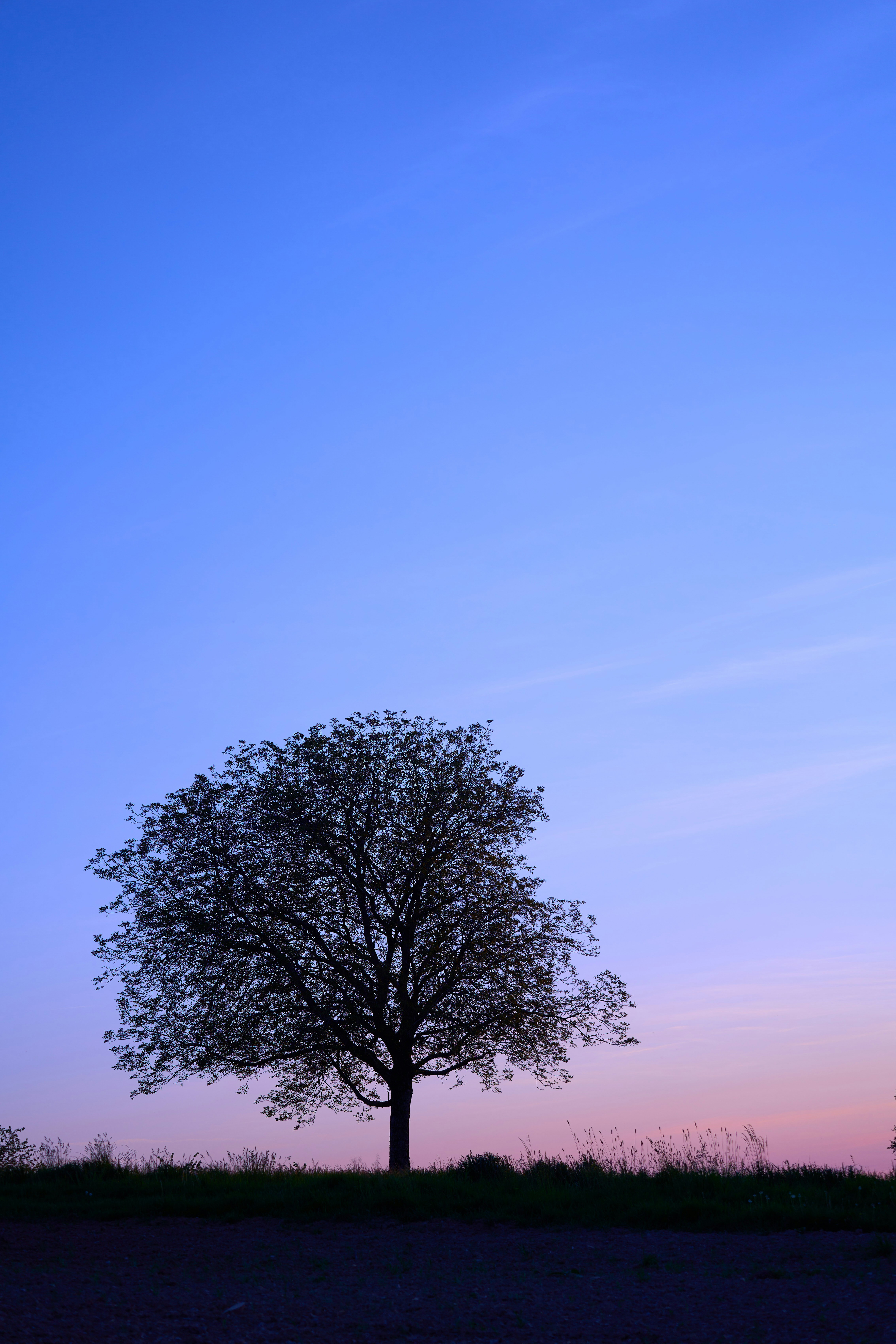 Photo by wolfgang_hasselmann