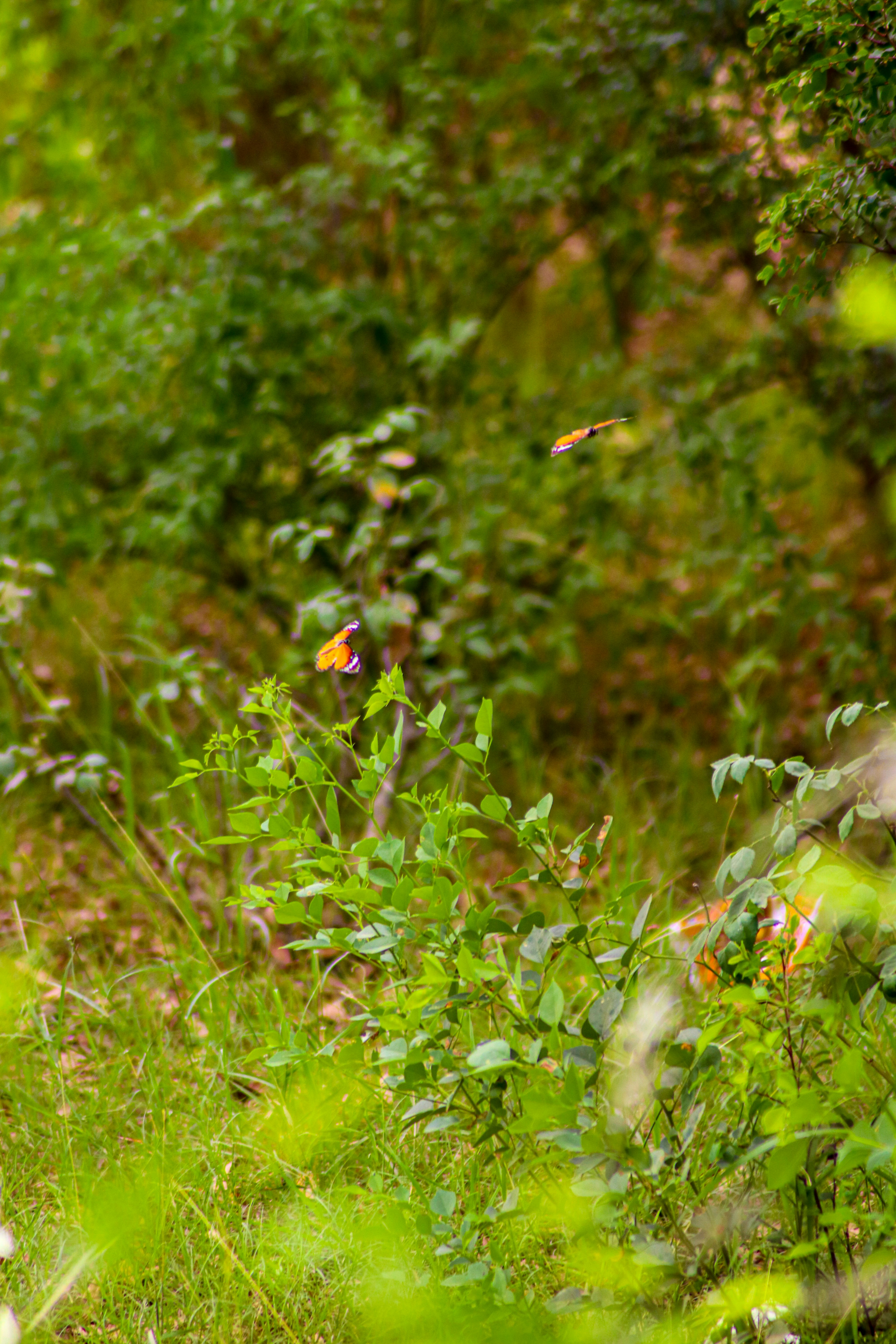 Photo by anasahmadmalik