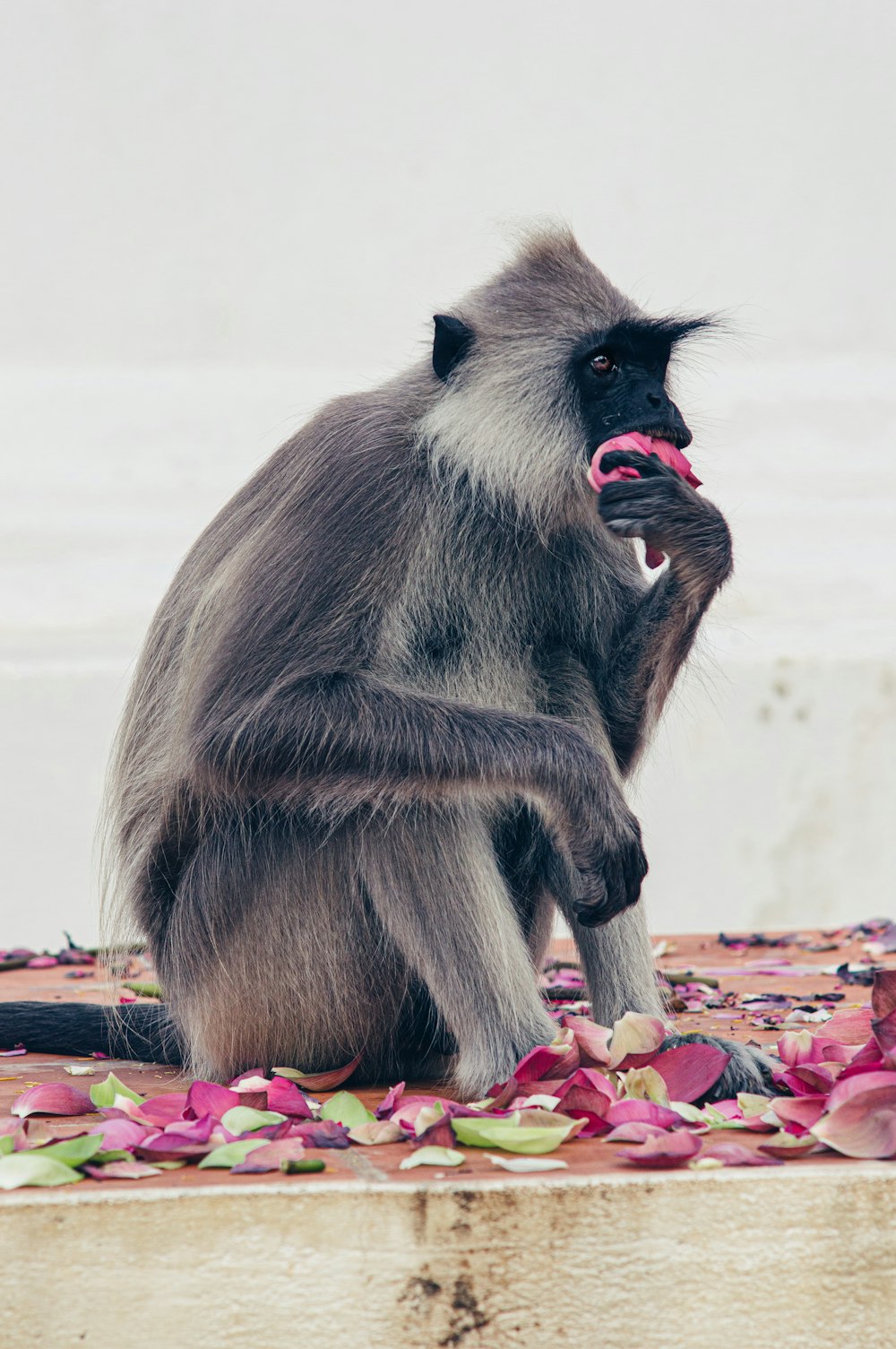 Un mono con la boca abierta sentado en el suelo