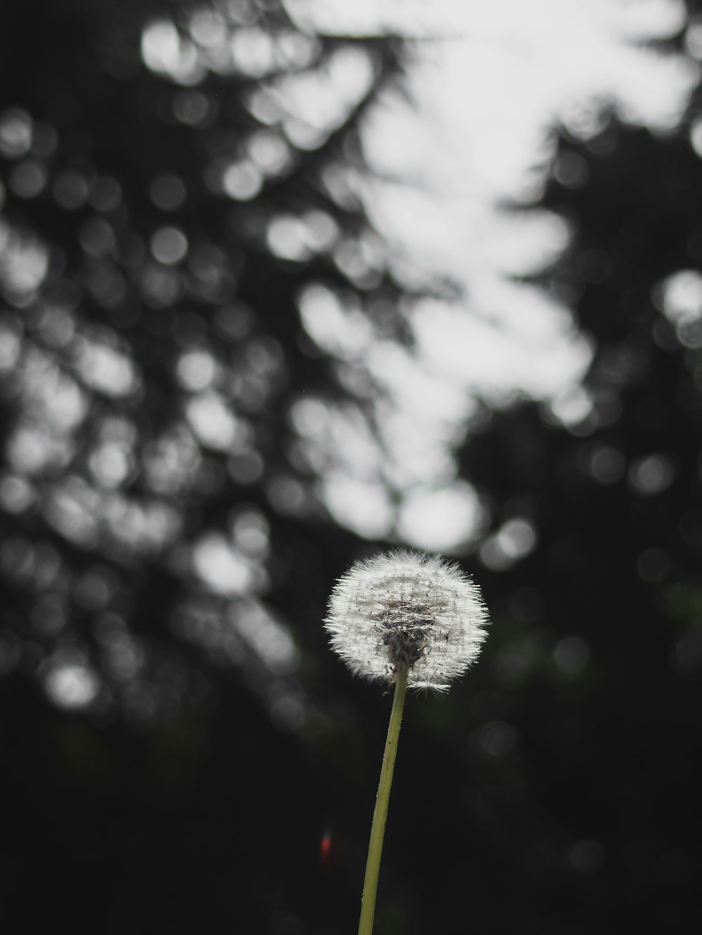 a dandelion in the foreground with trees in the background