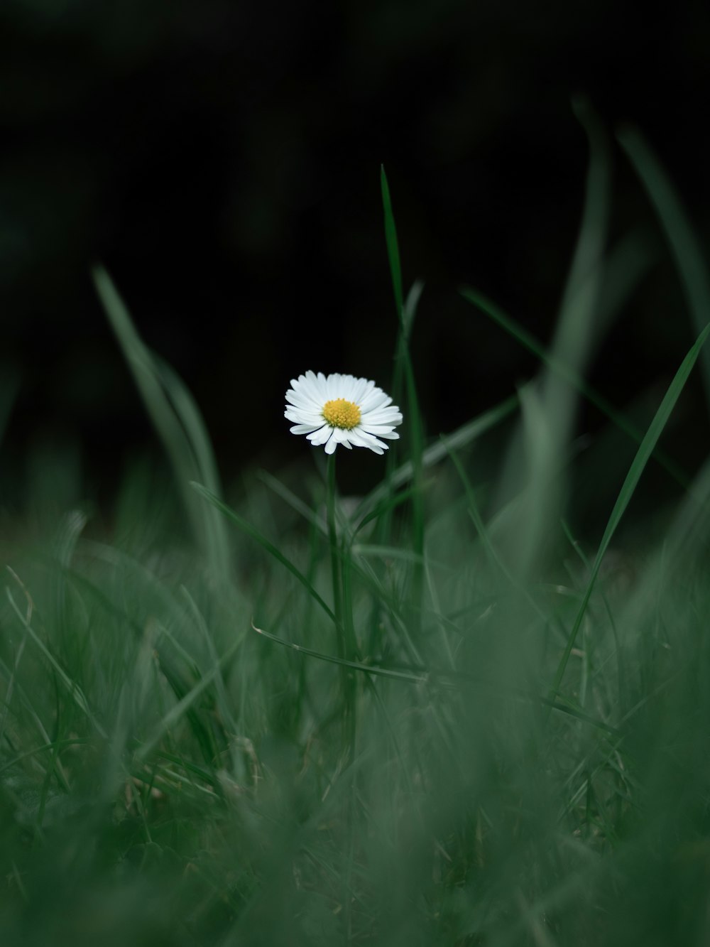 a single daisy sitting in the middle of a grassy field