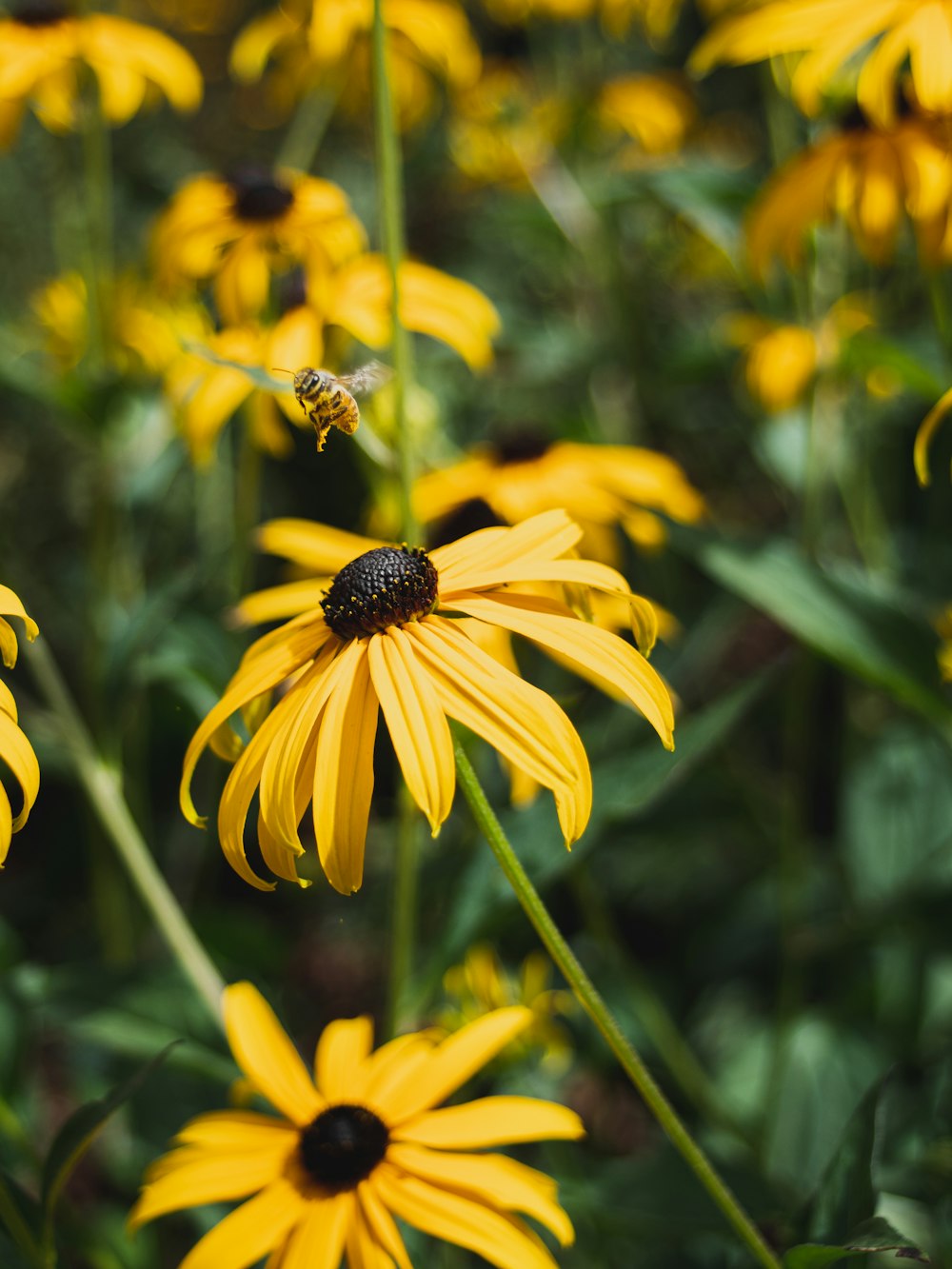 a field of yellow flowers with a bee on it