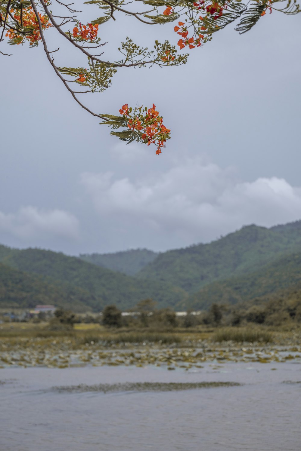 a tree branch with red flowers in front of a body of water