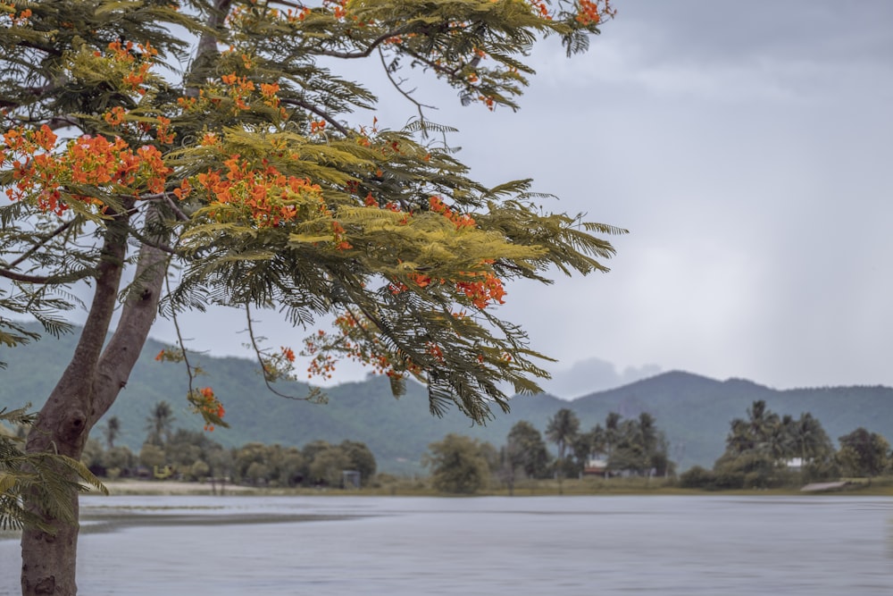 a large body of water with a tree in the foreground