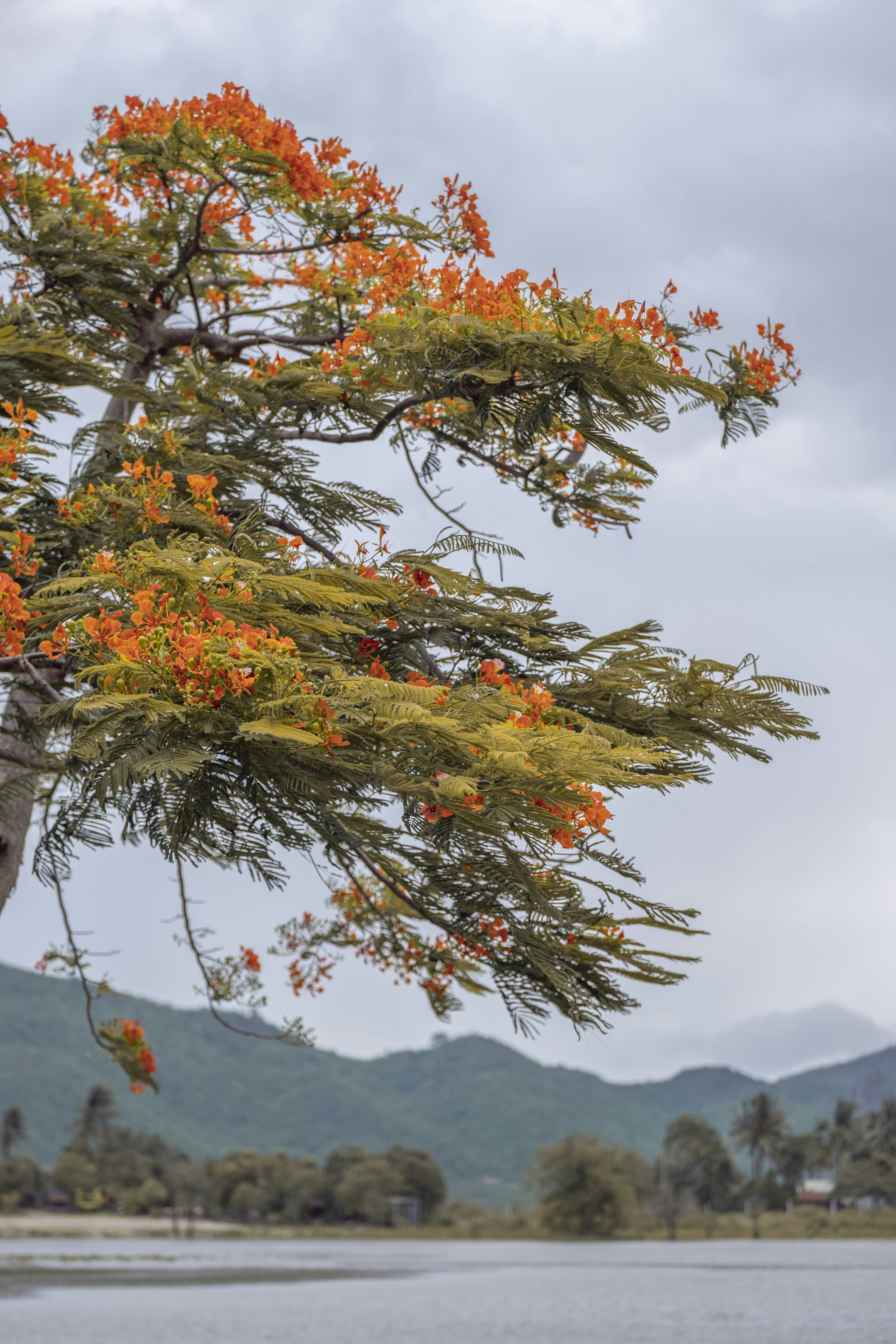 水域の前にオレンジ色の花を持つ木の写真 – Unsplashの植物の無料画像