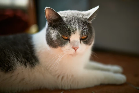 a gray and white cat laying on a wooden floor