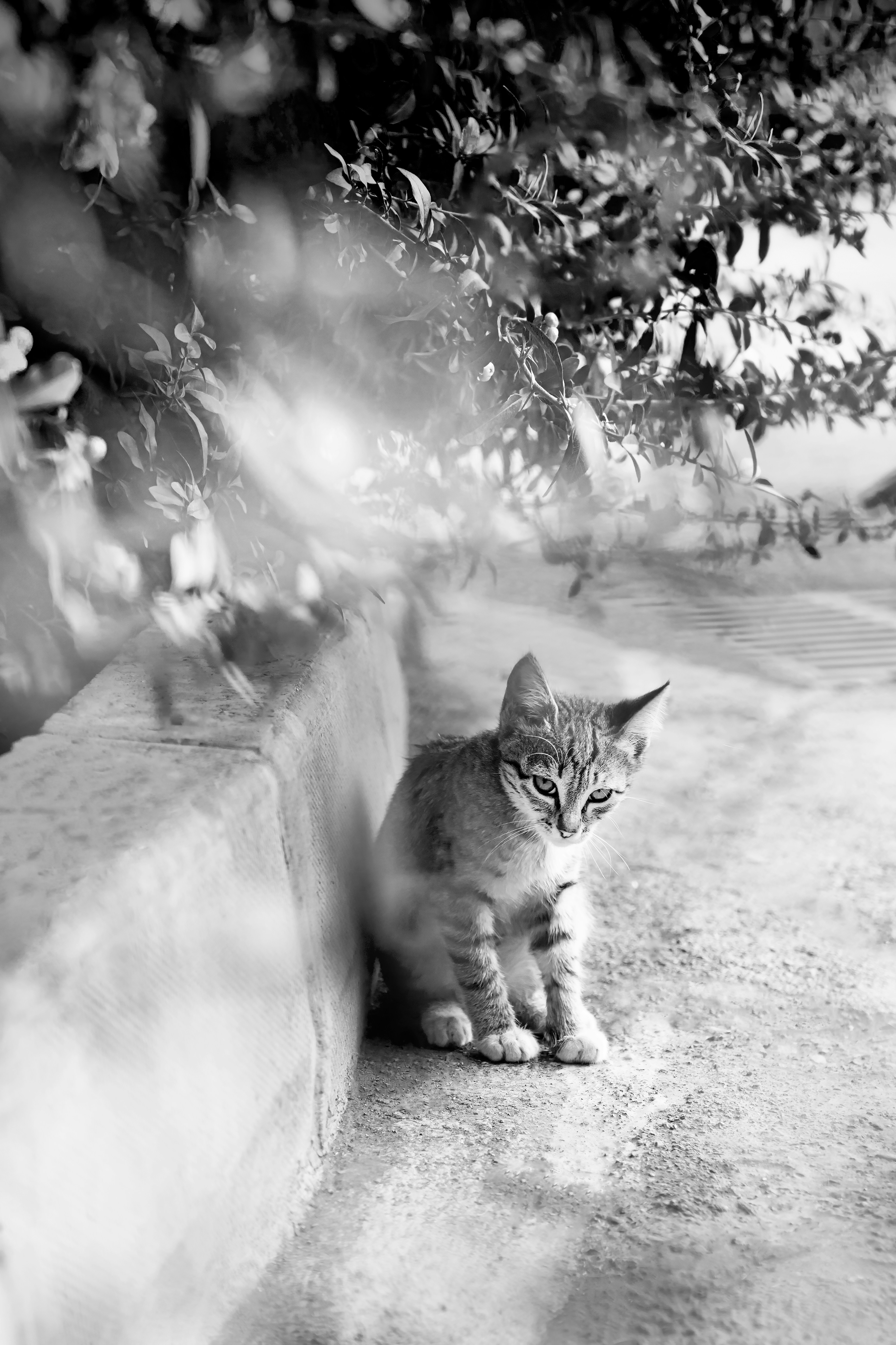 Photo by arvin_graphy