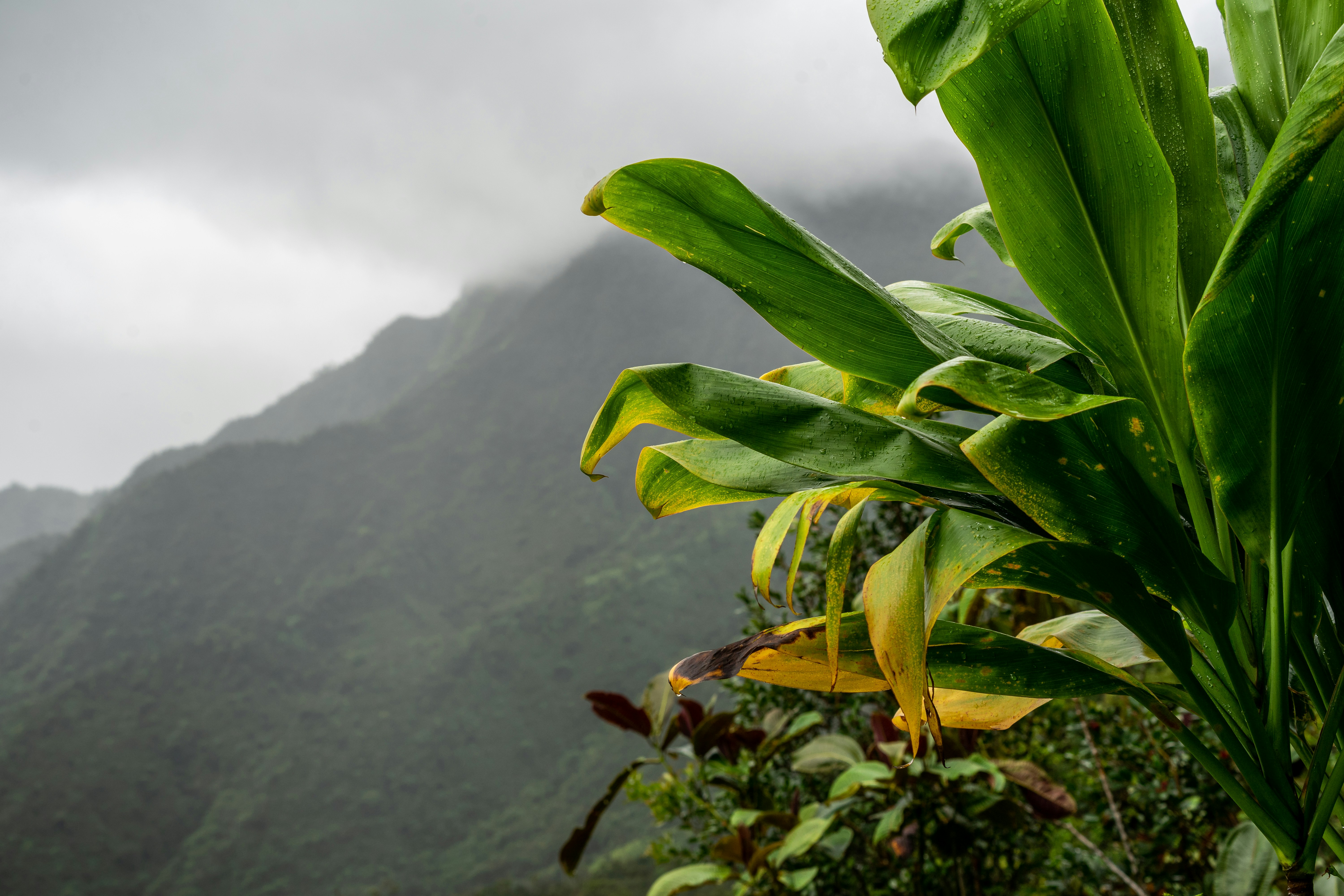 a green plant with yellow flowers in front of a mountain, A banana tree on the side of a mountain in the heart of Tahiti Island.
