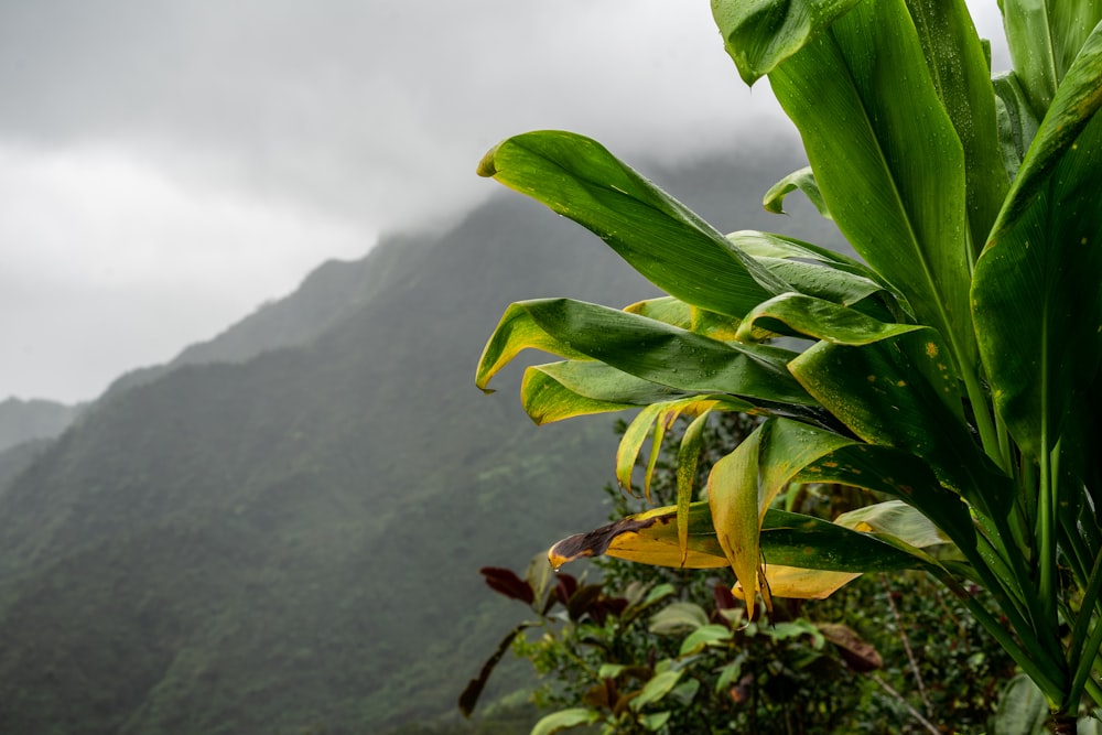 Une plante verte avec des fleurs jaunes devant une montagne