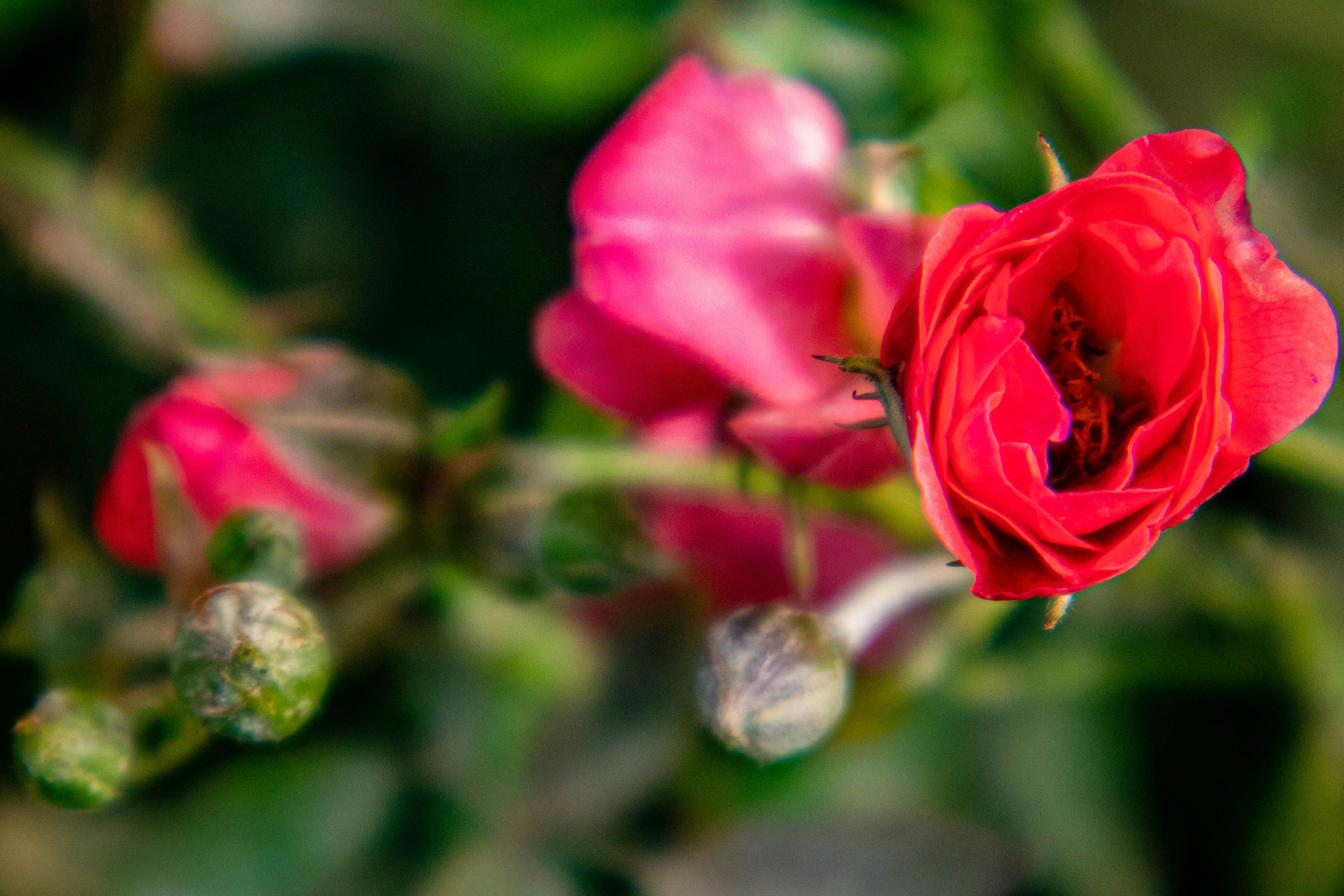 Photo by iraqienkidu