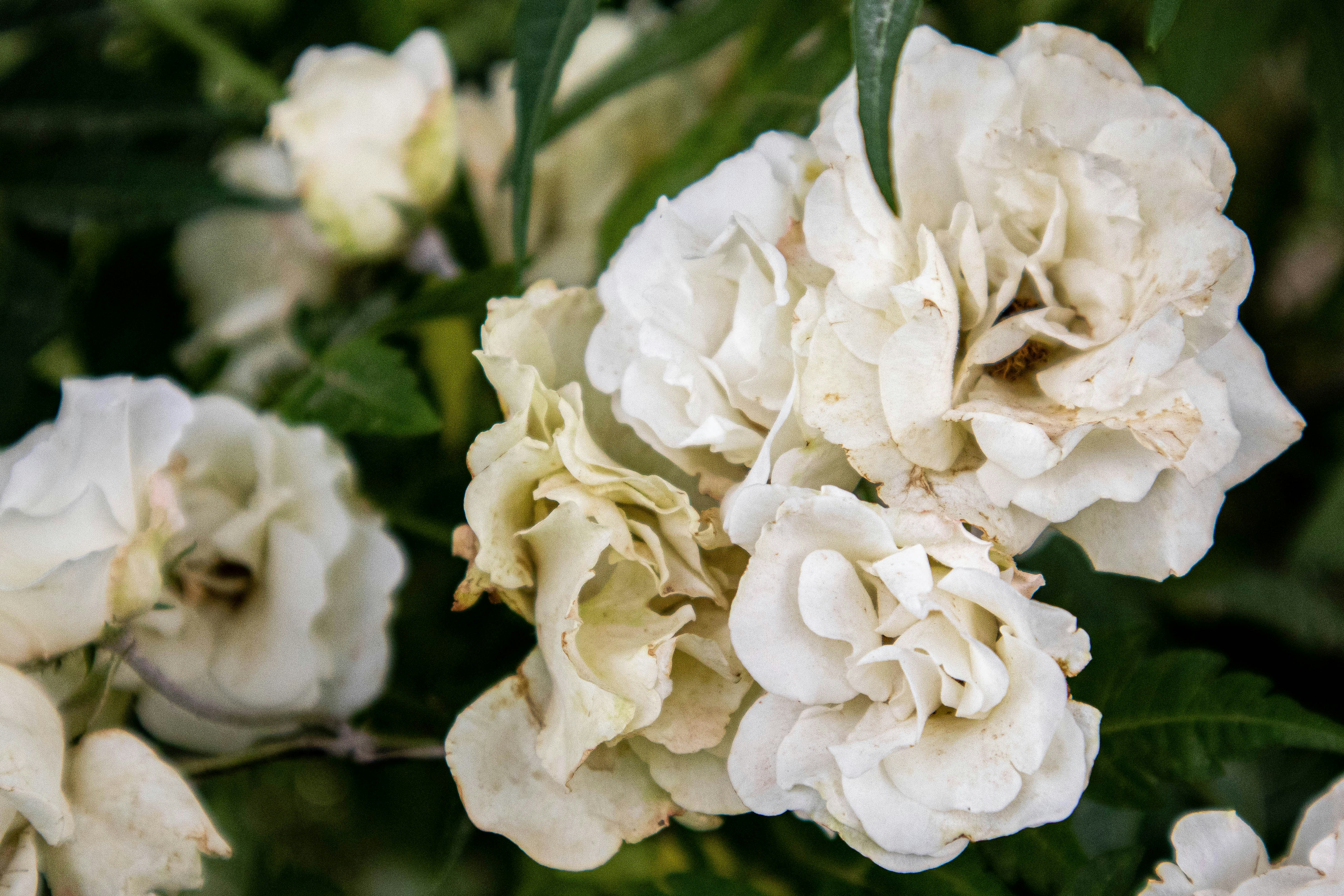 Photo by iraqienkidu