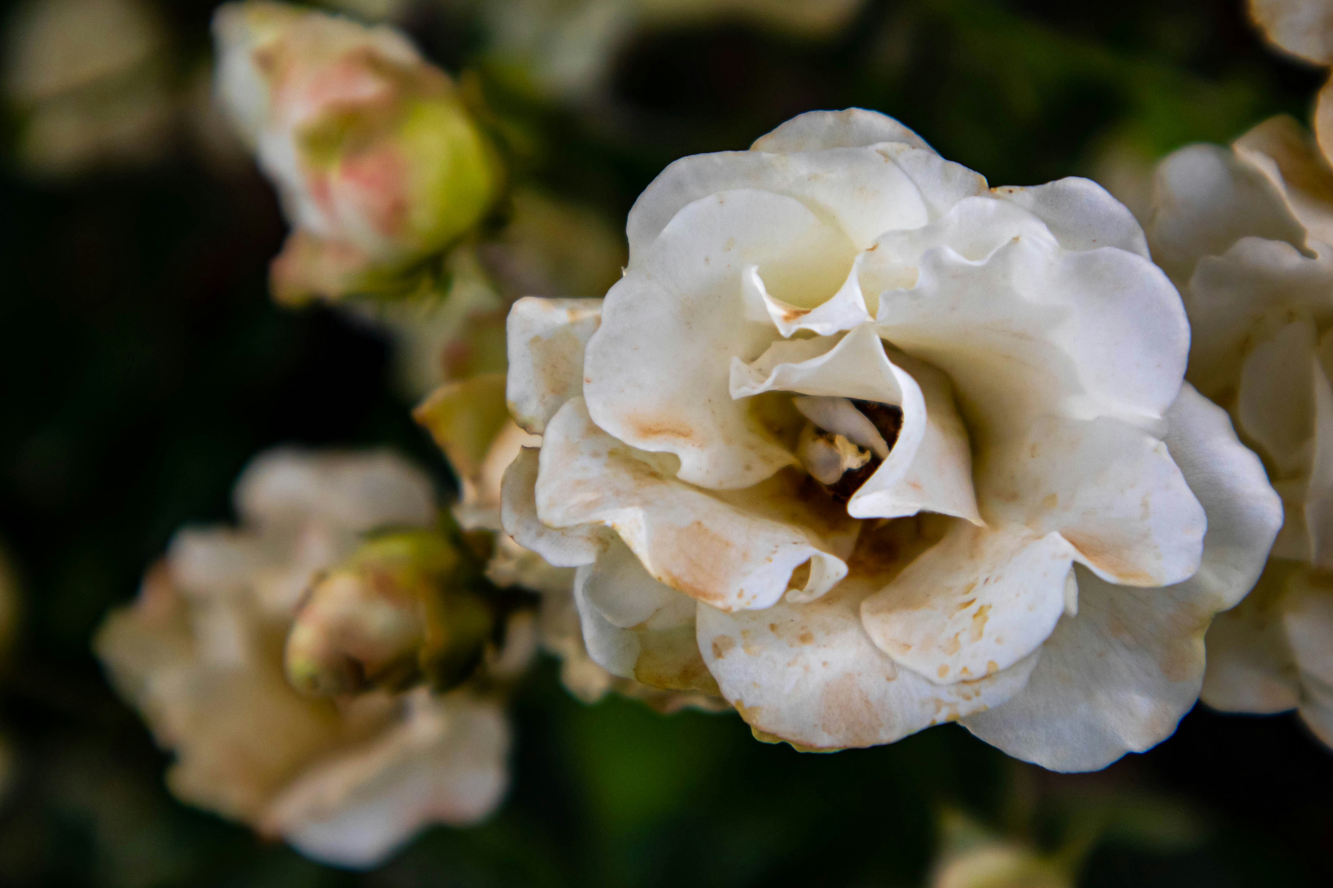 Photo by iraqienkidu