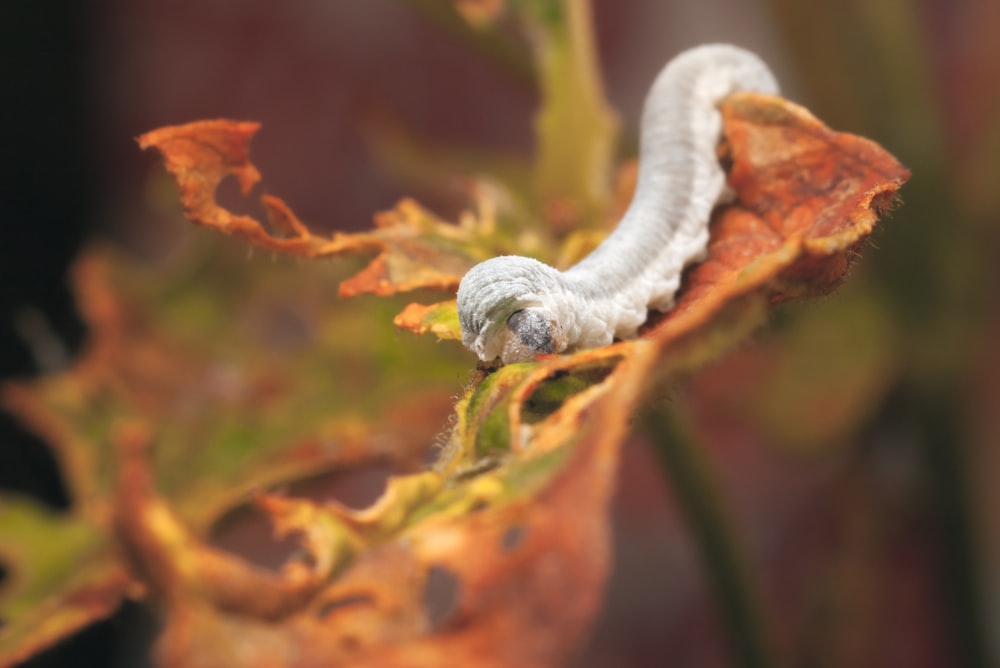 um close up de uma lagarta branca em uma folha