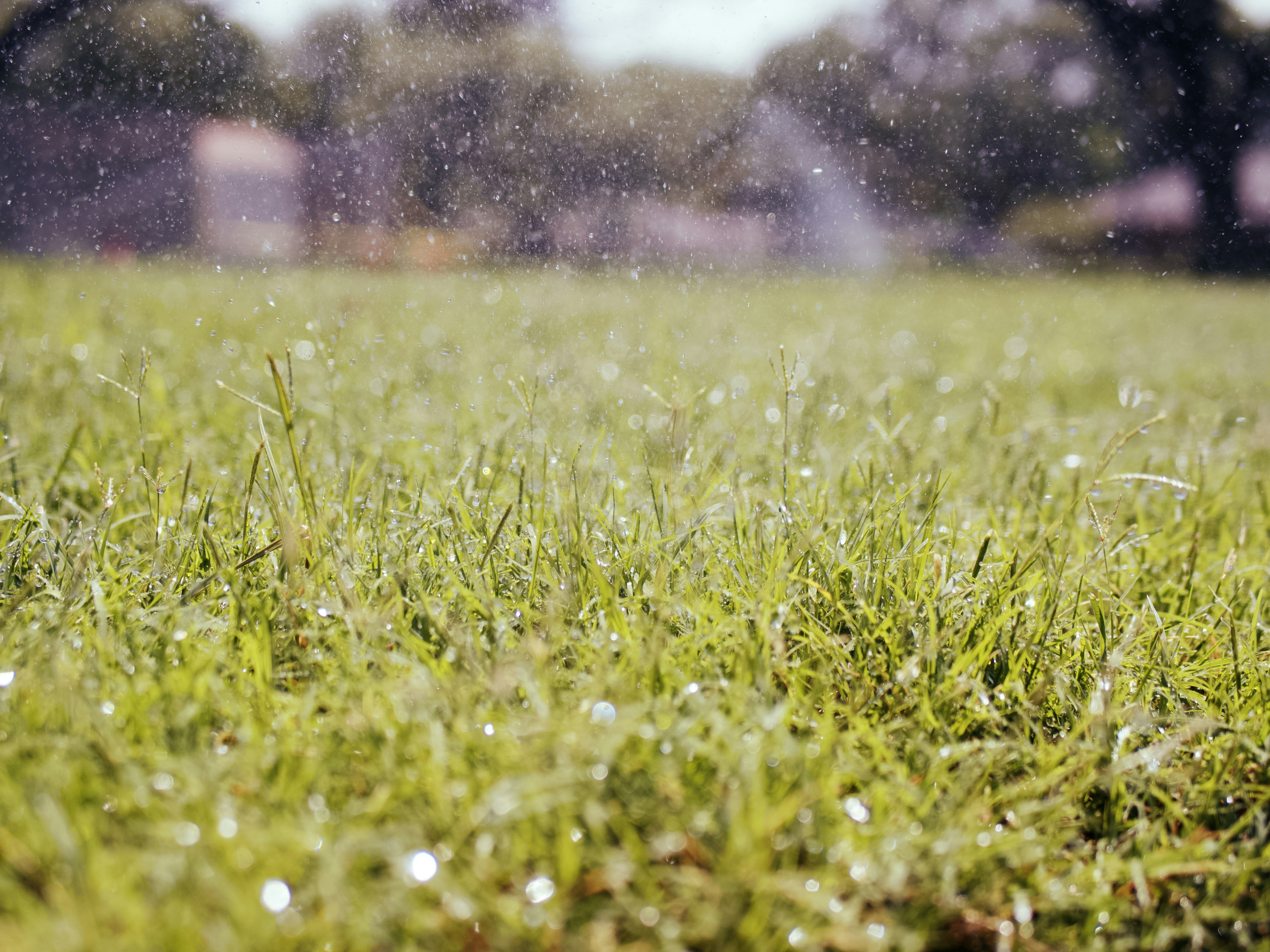 Close-up garden sprinkler head on green grass, bright daylight, water droplets visible