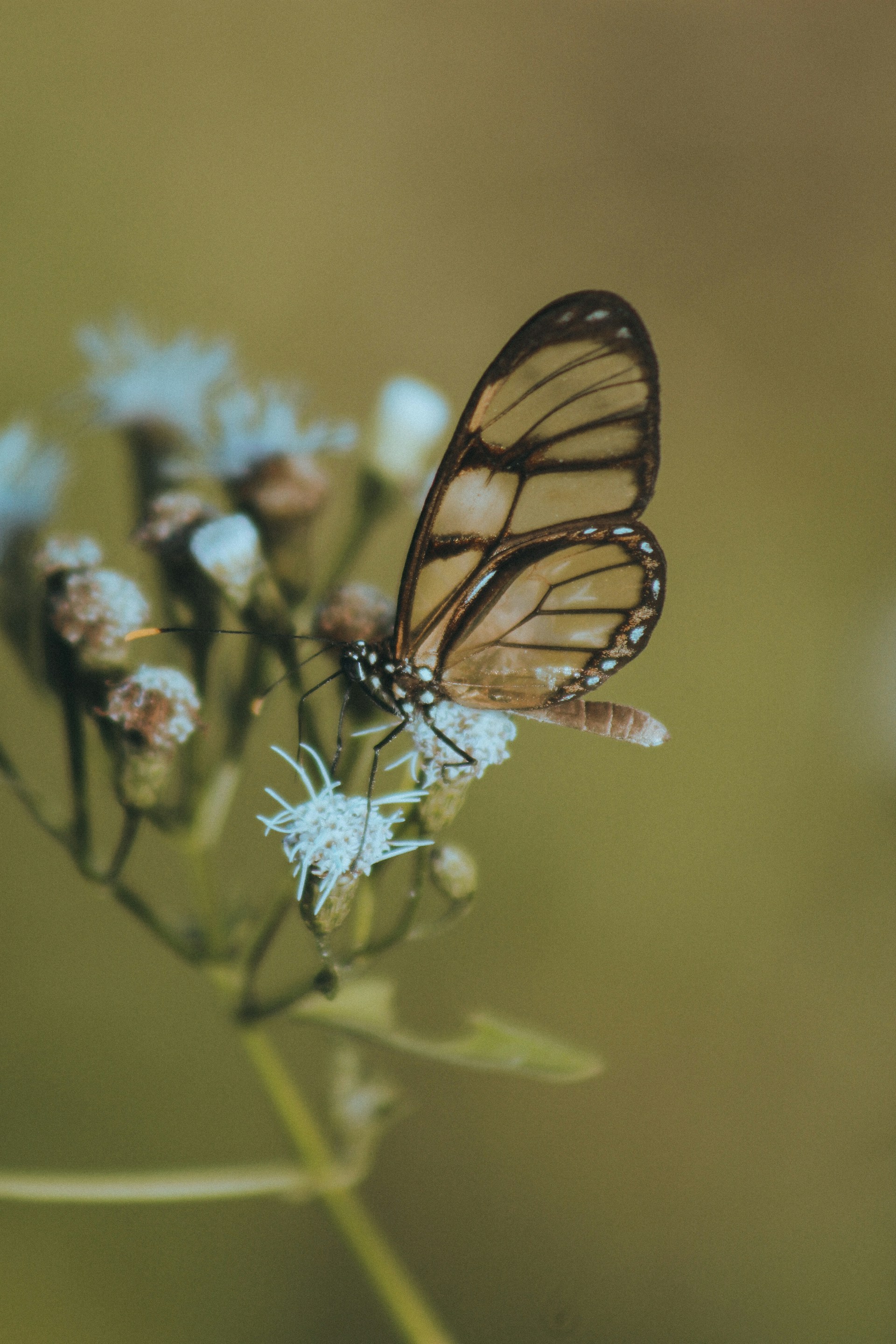 a butterfly sitting on a flower in a field